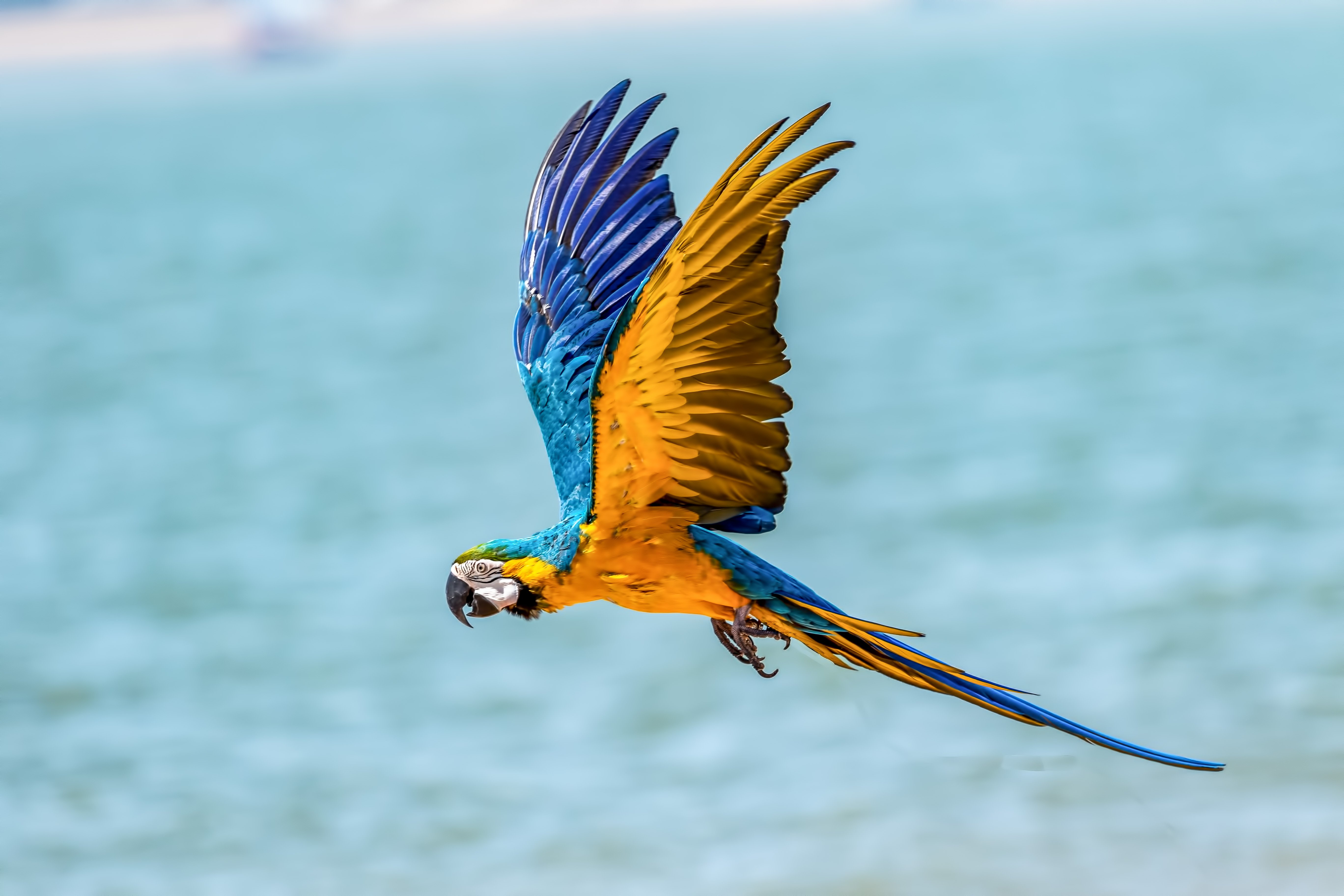 Wallpaper Blue and Yellow Macaw