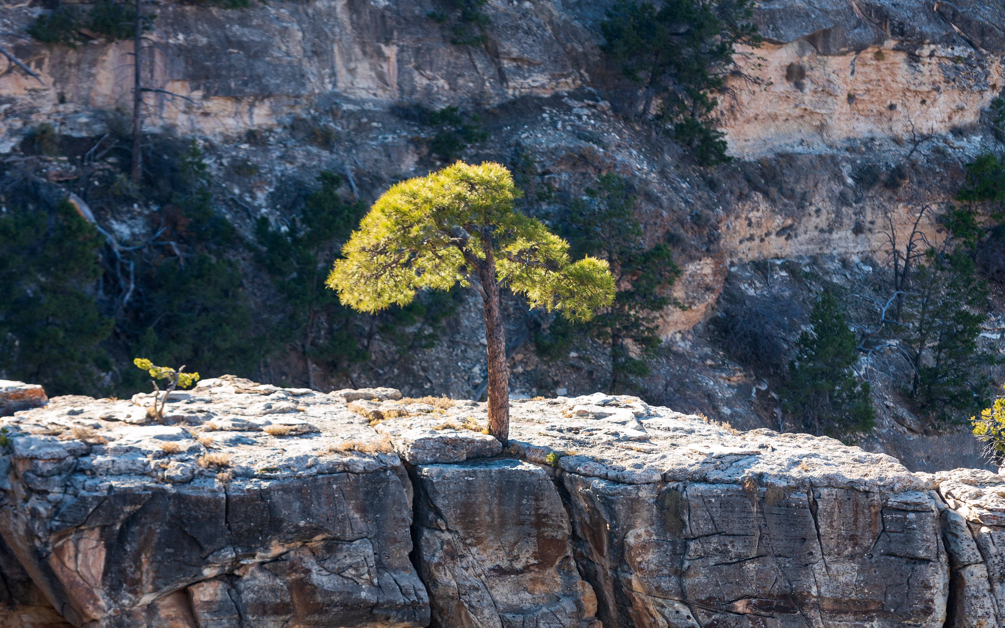 Wallpaper Tree close to cliff
