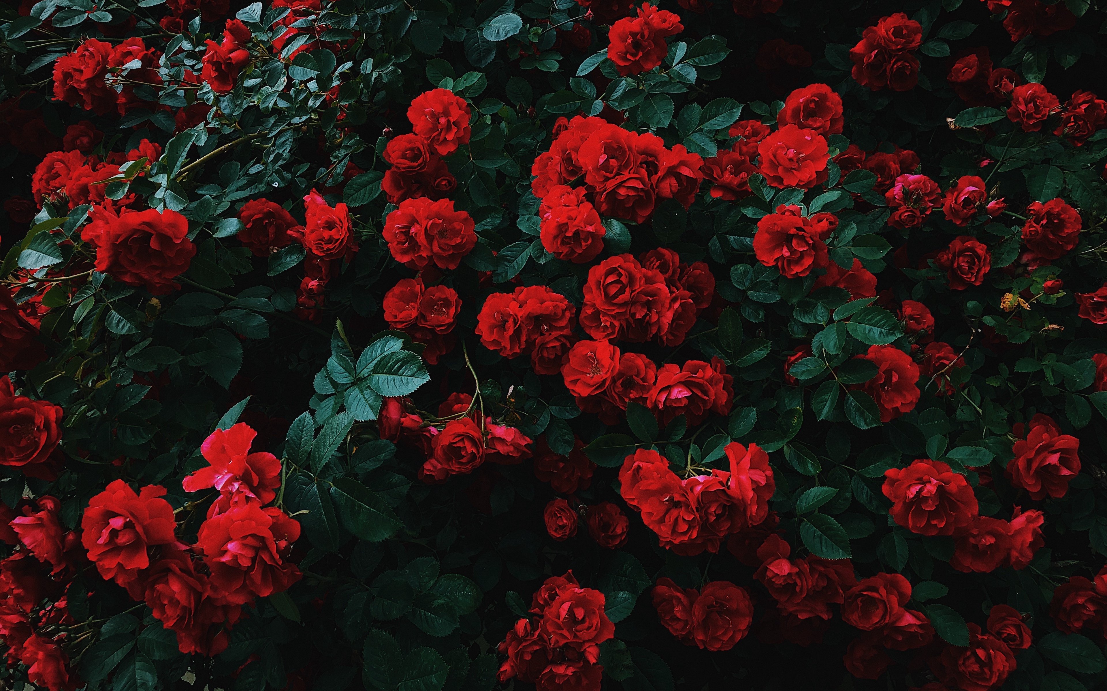 Wallpaper Bush of Roses