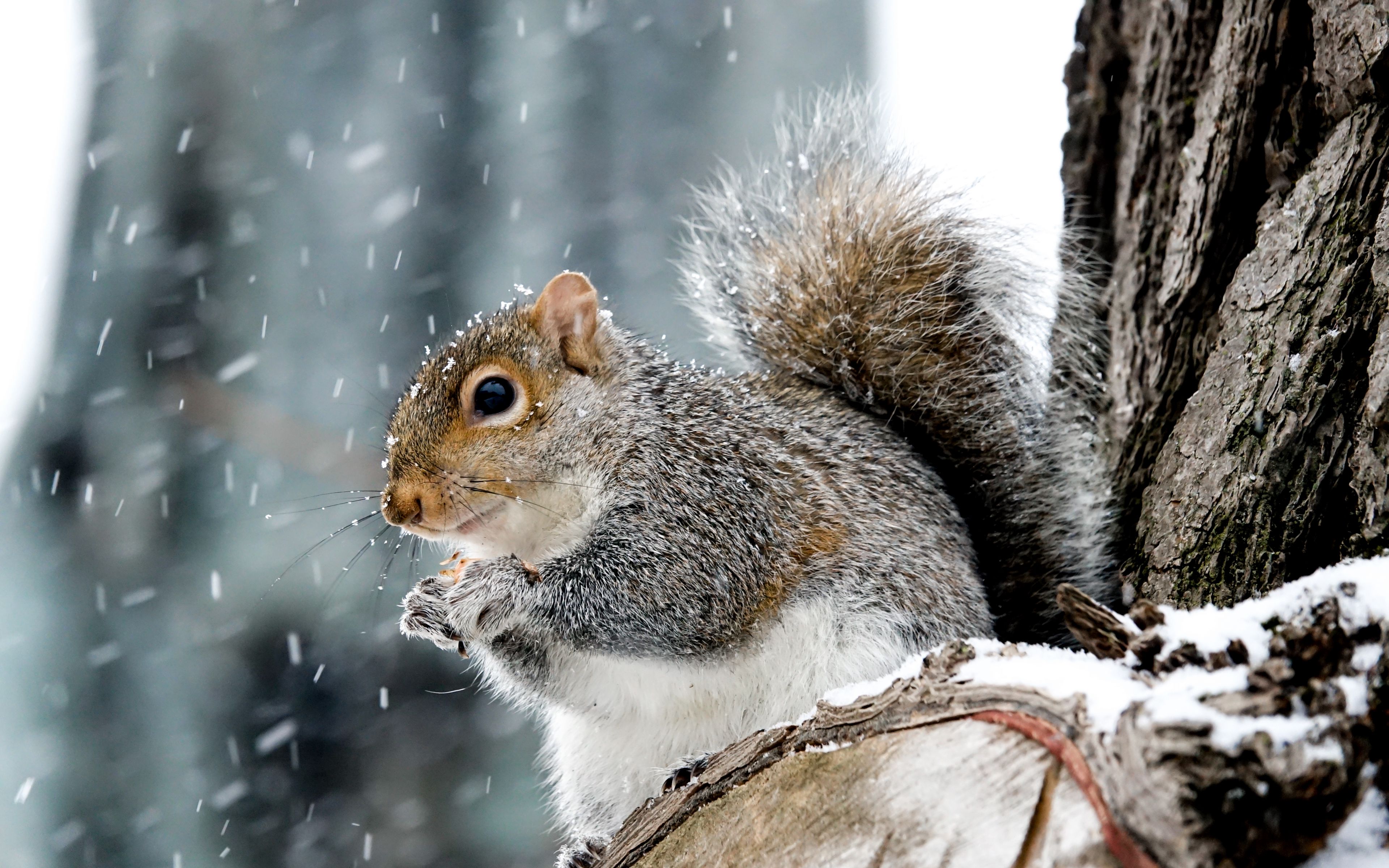 Wallpaper Squirrel in the winter