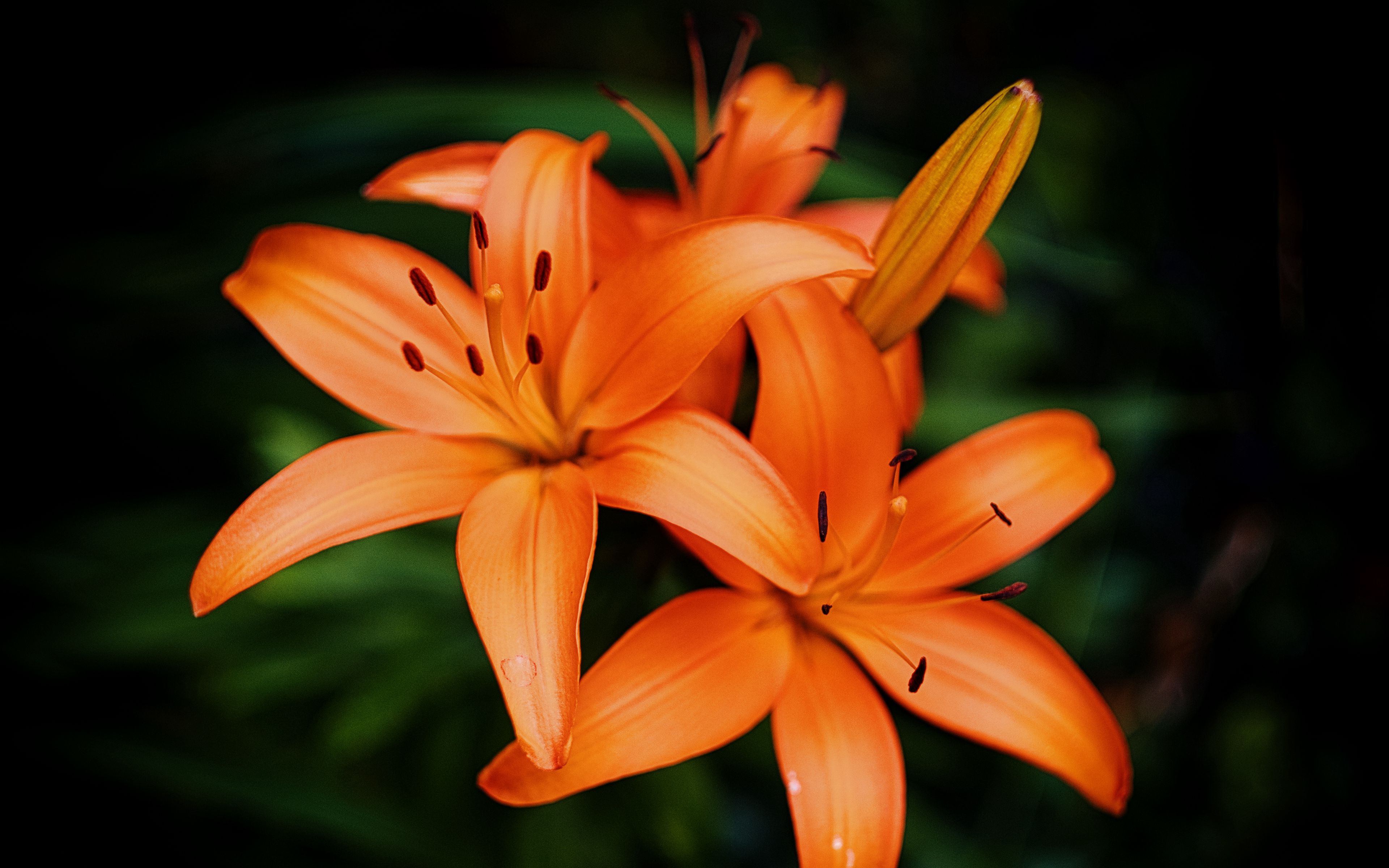 Fondos de pantalla Orange lilies