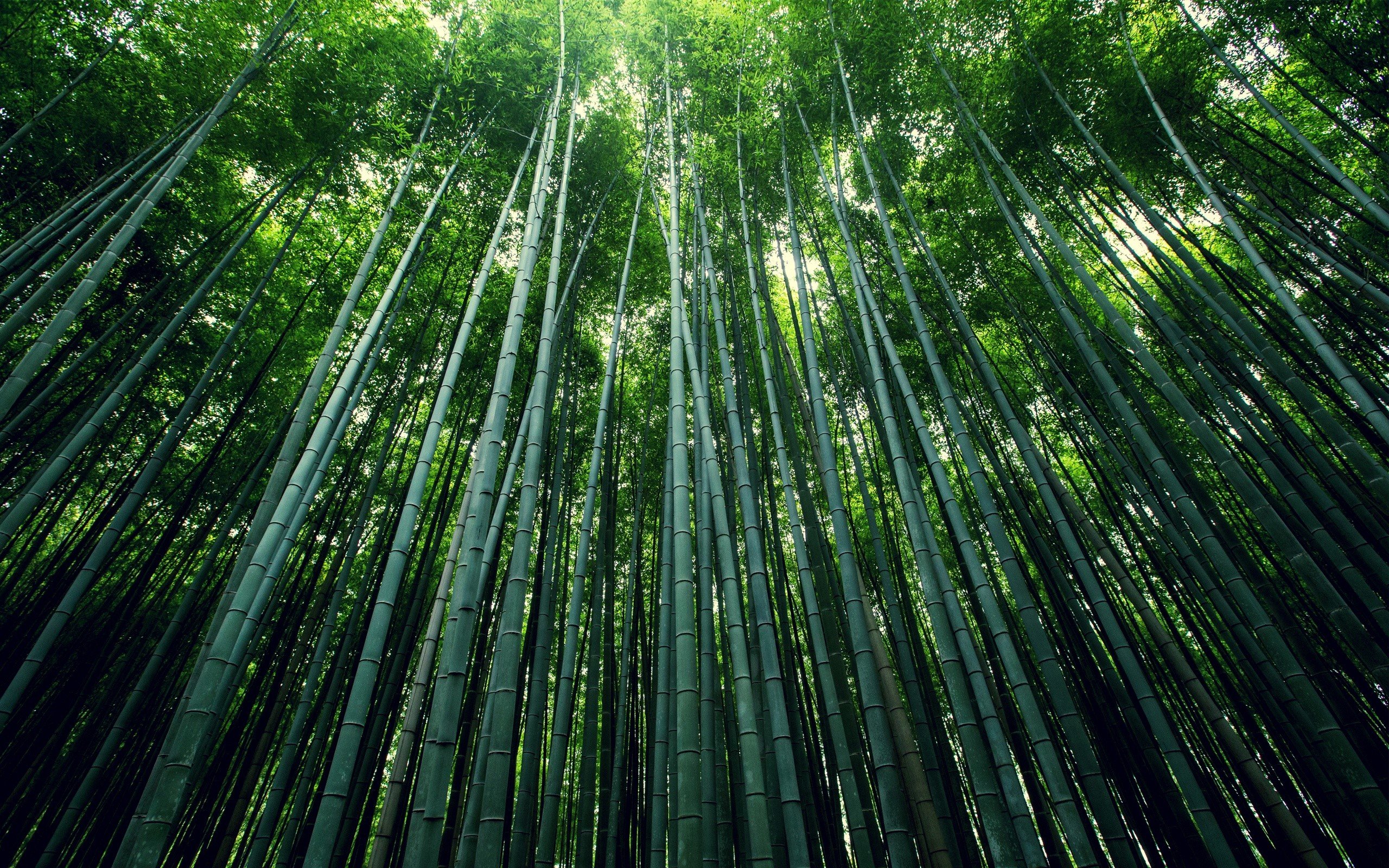 Fondos de pantalla Bosque de bamboo