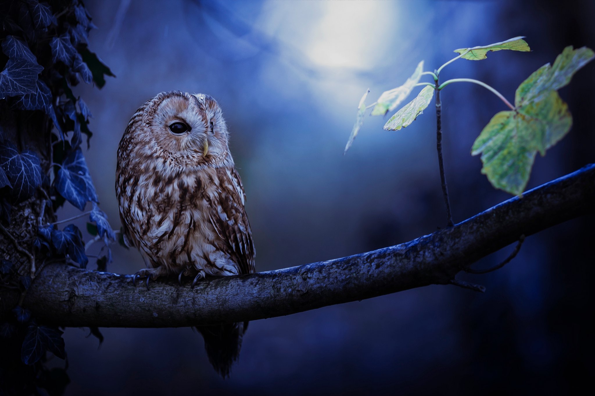 Wallpaper Owl at moonlight