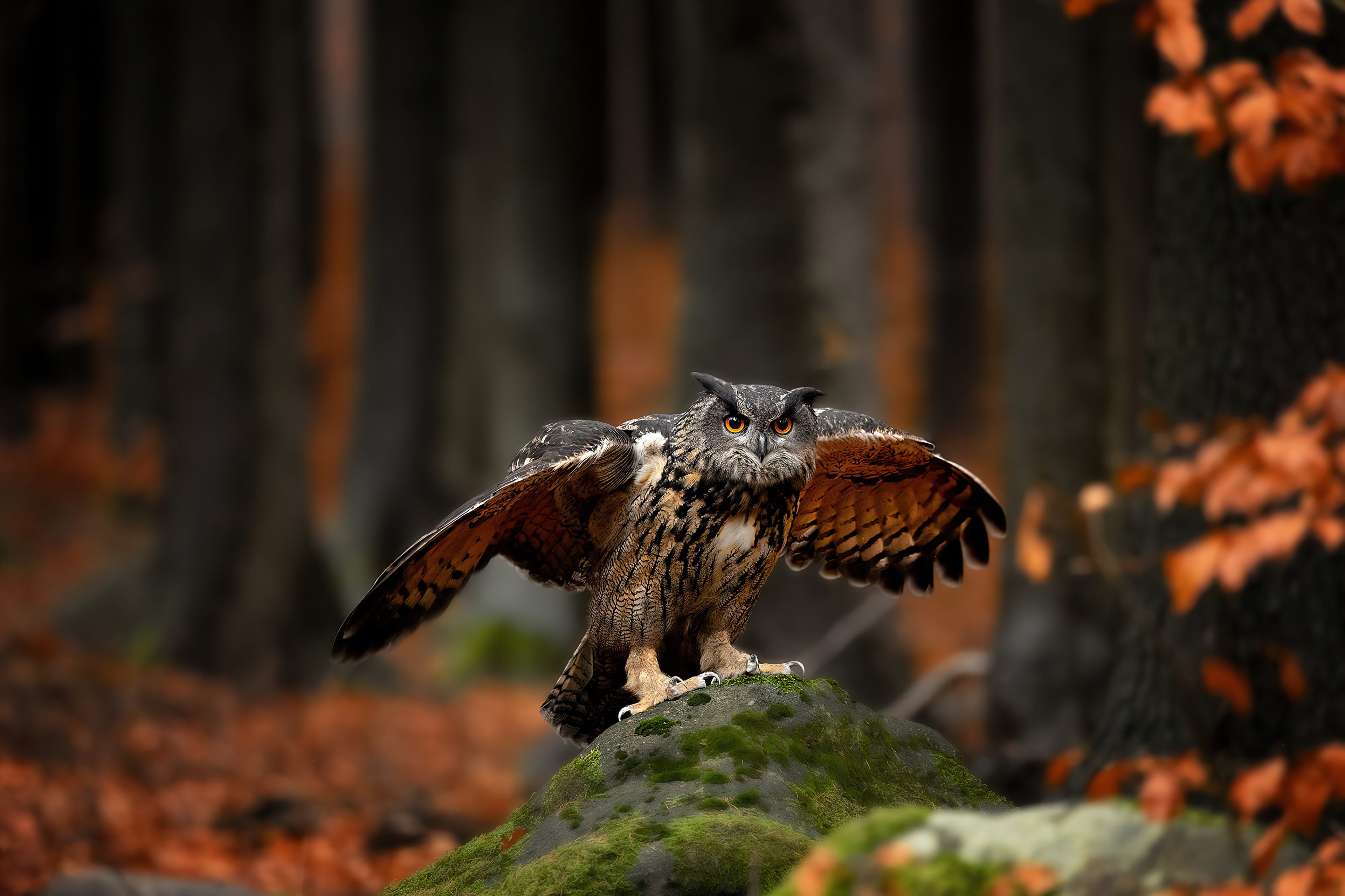 Wallpaper Owl with open wings