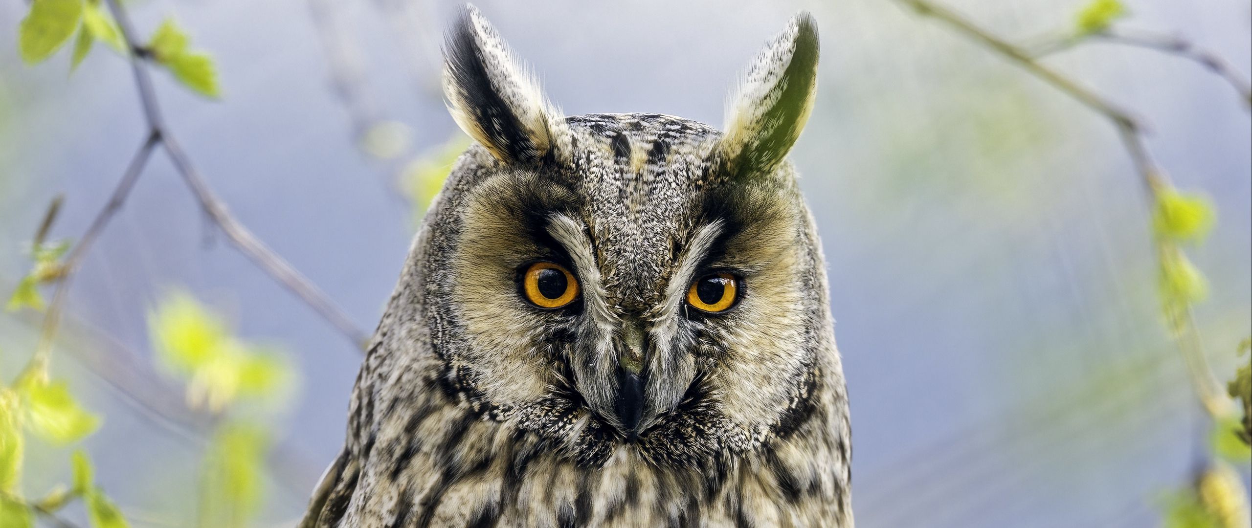 Wallpaper Owl looking at the camera