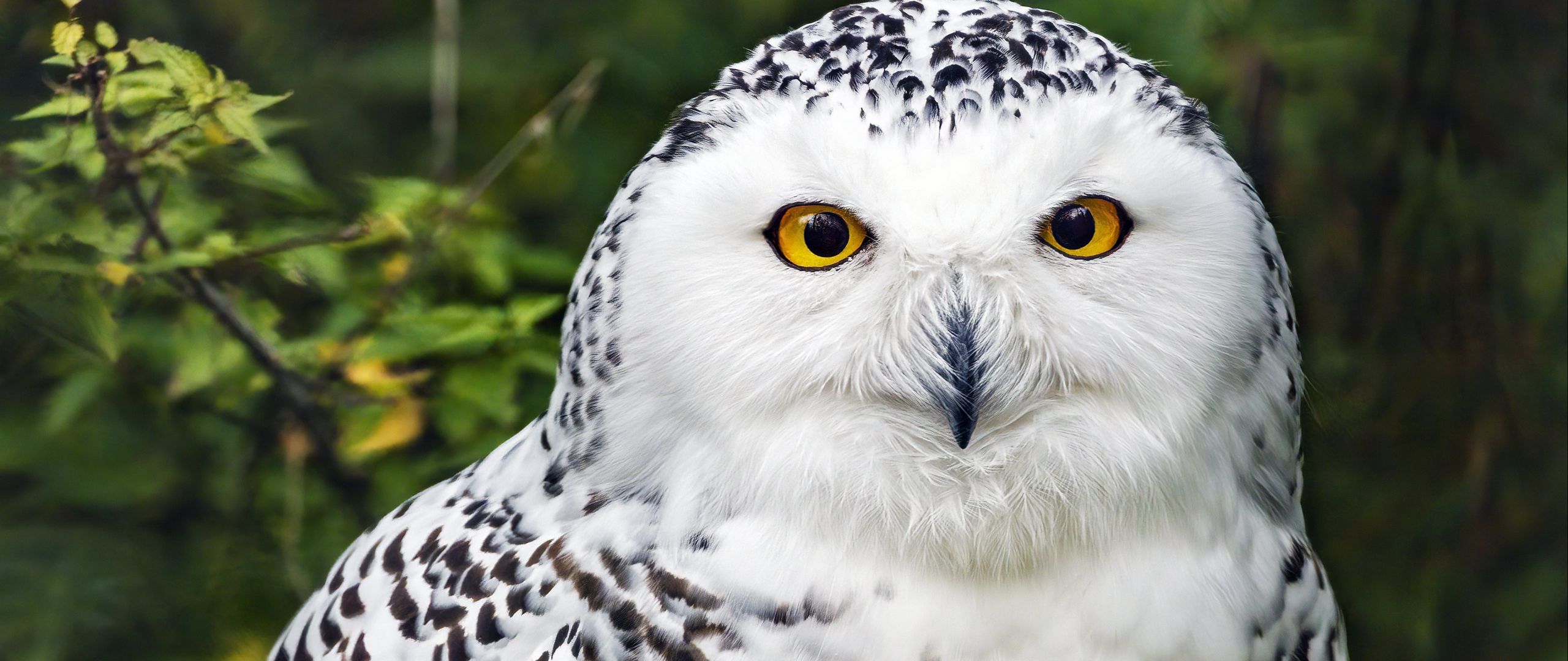 Wallpaper Snowy Owl