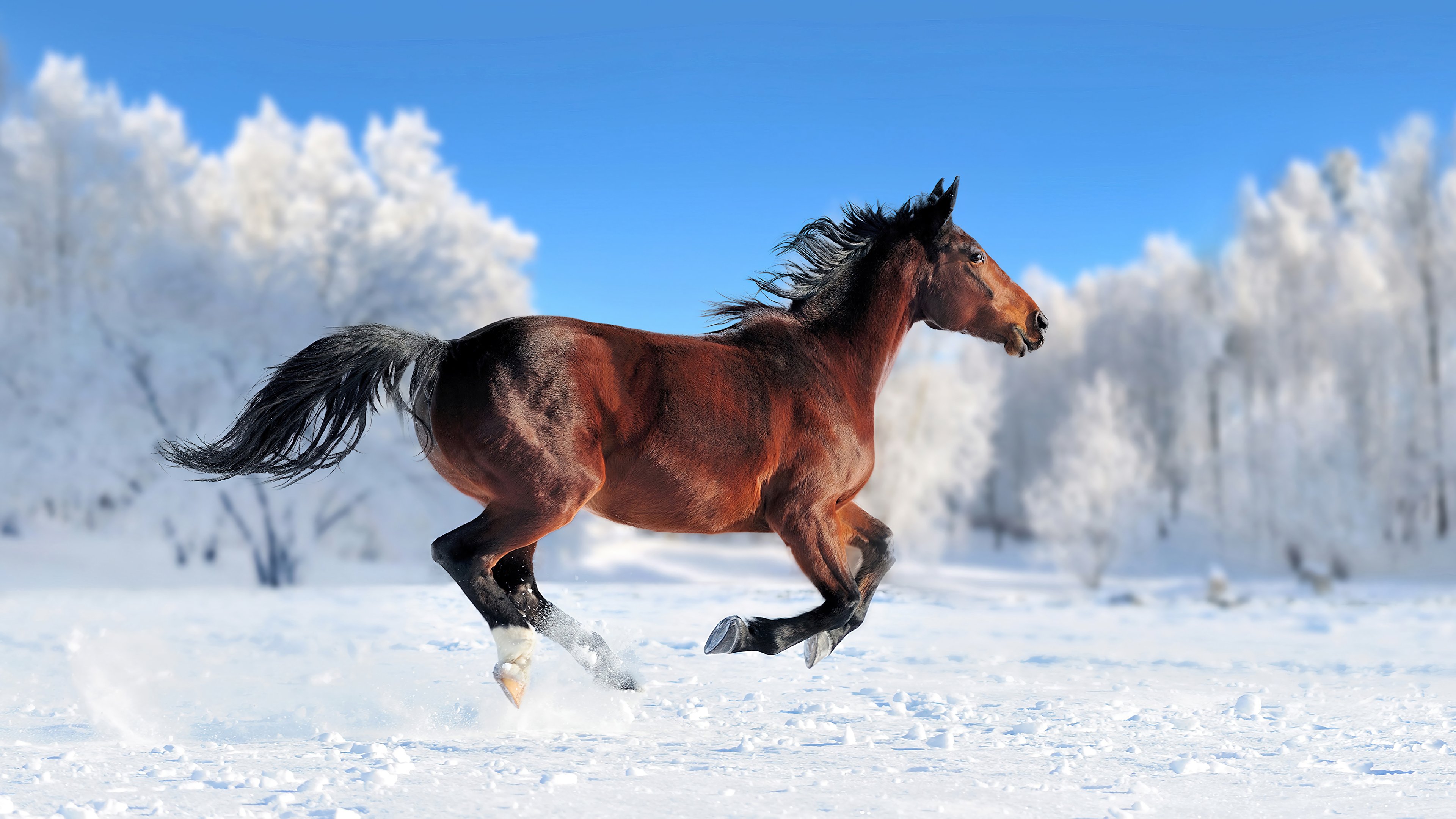 Wallpaper Horse running in the snow
