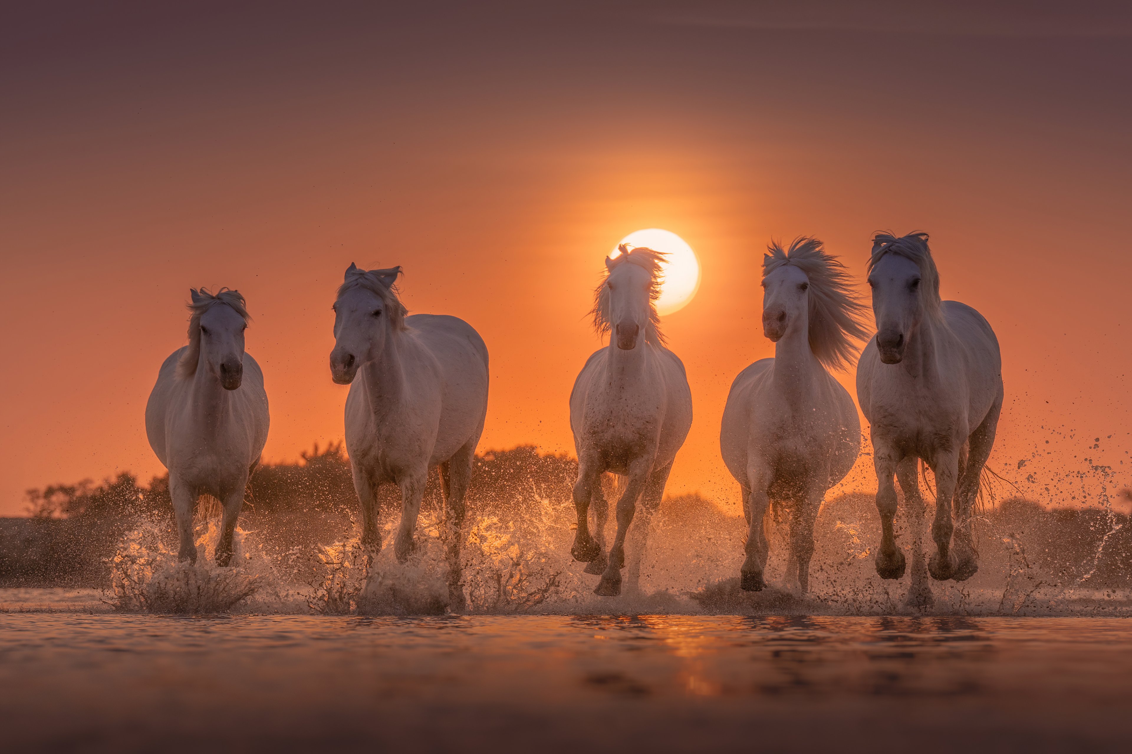 Wallpaper White horses at sunset in the beach