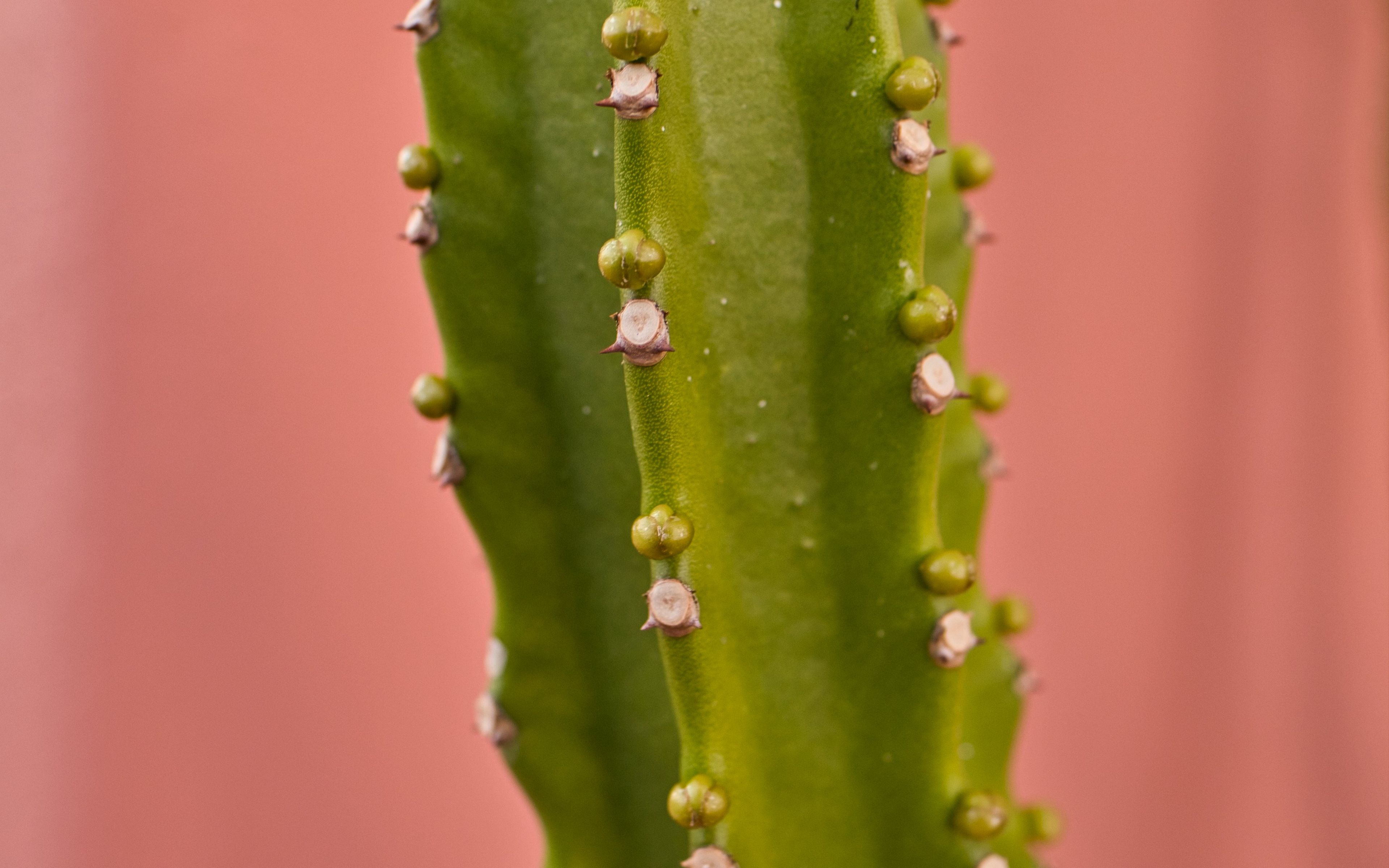 Fondos de pantalla Cactus de cerca