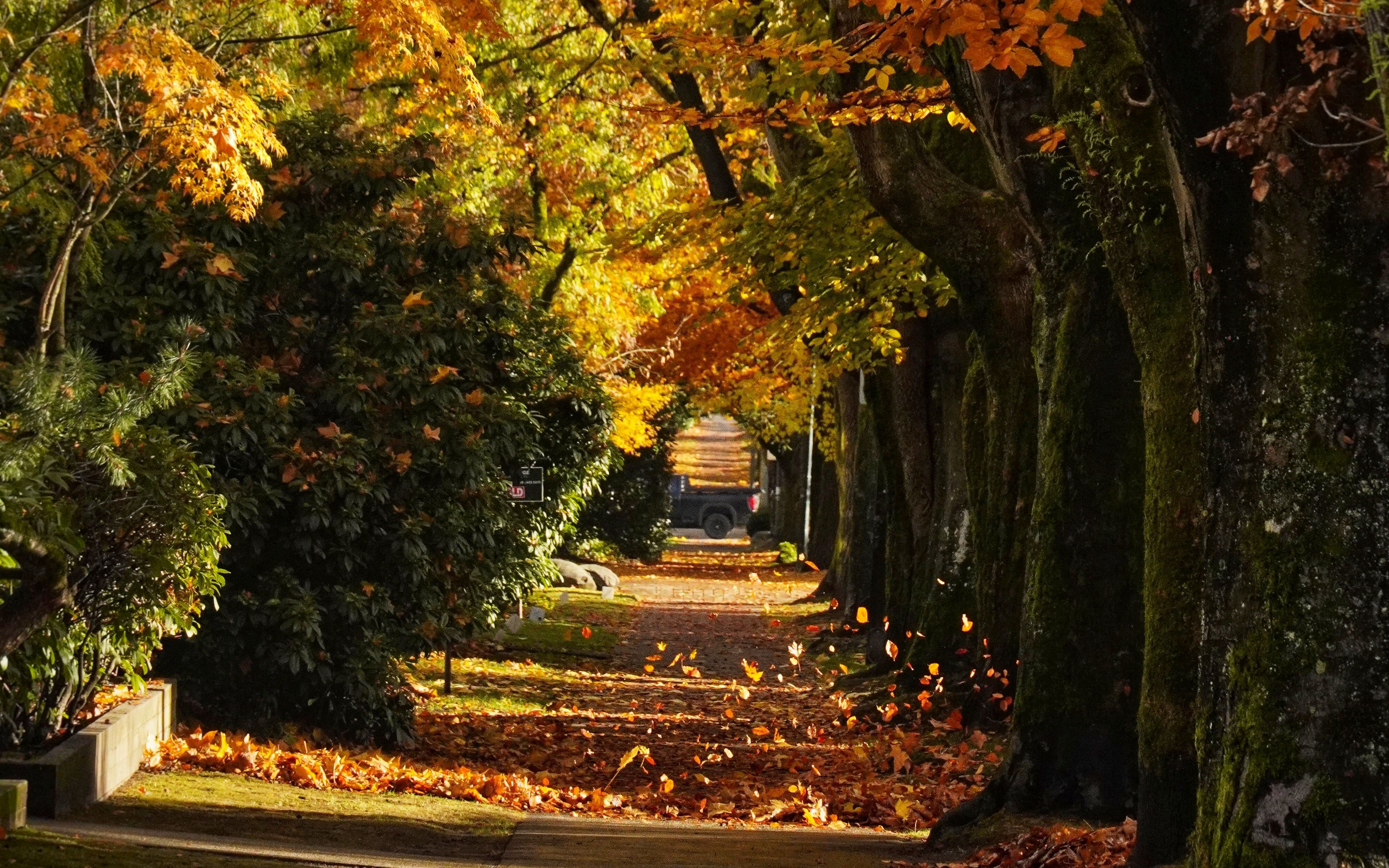Wallpaper Path with trees during autumn