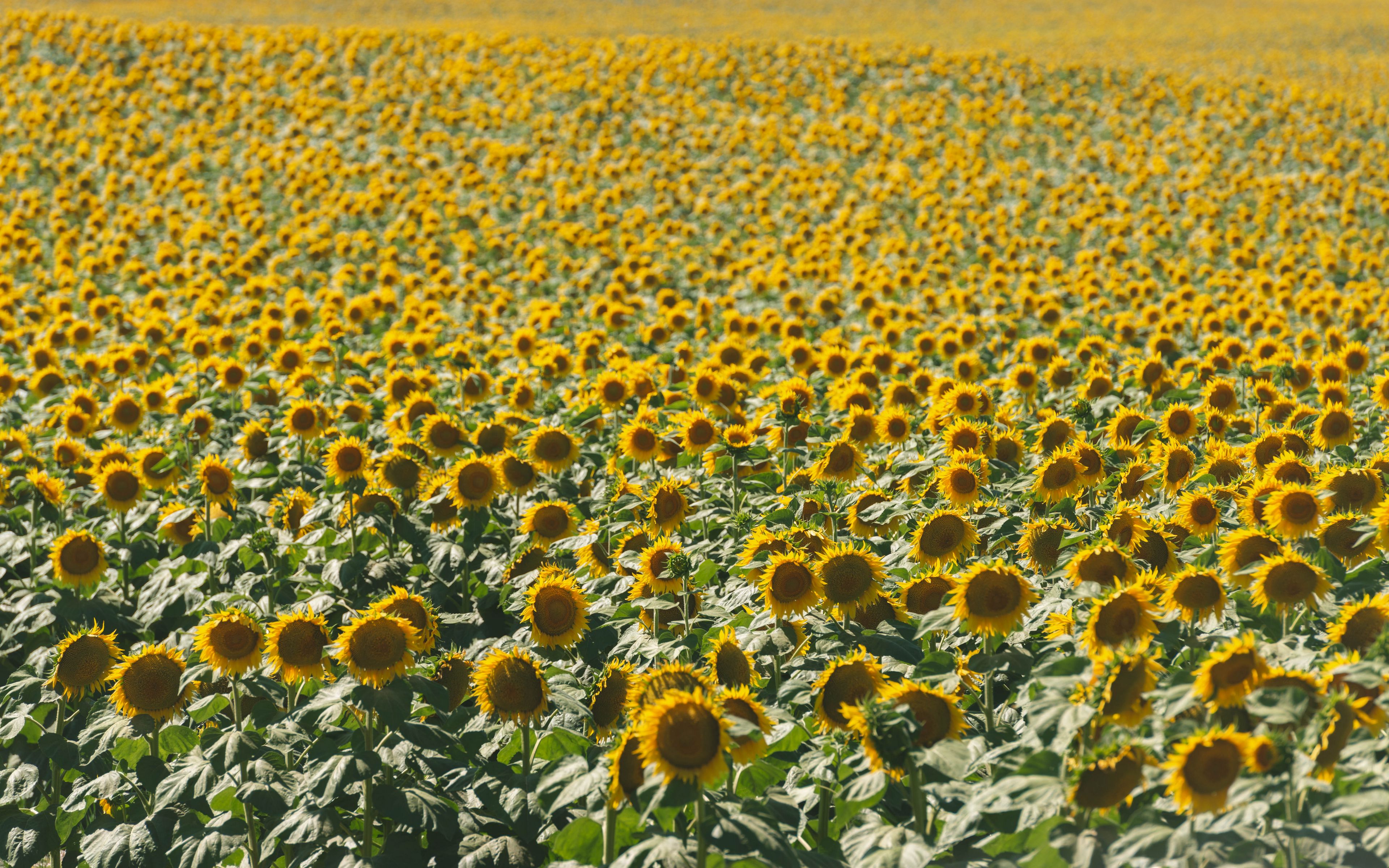 Wallpaper Sunflower Field