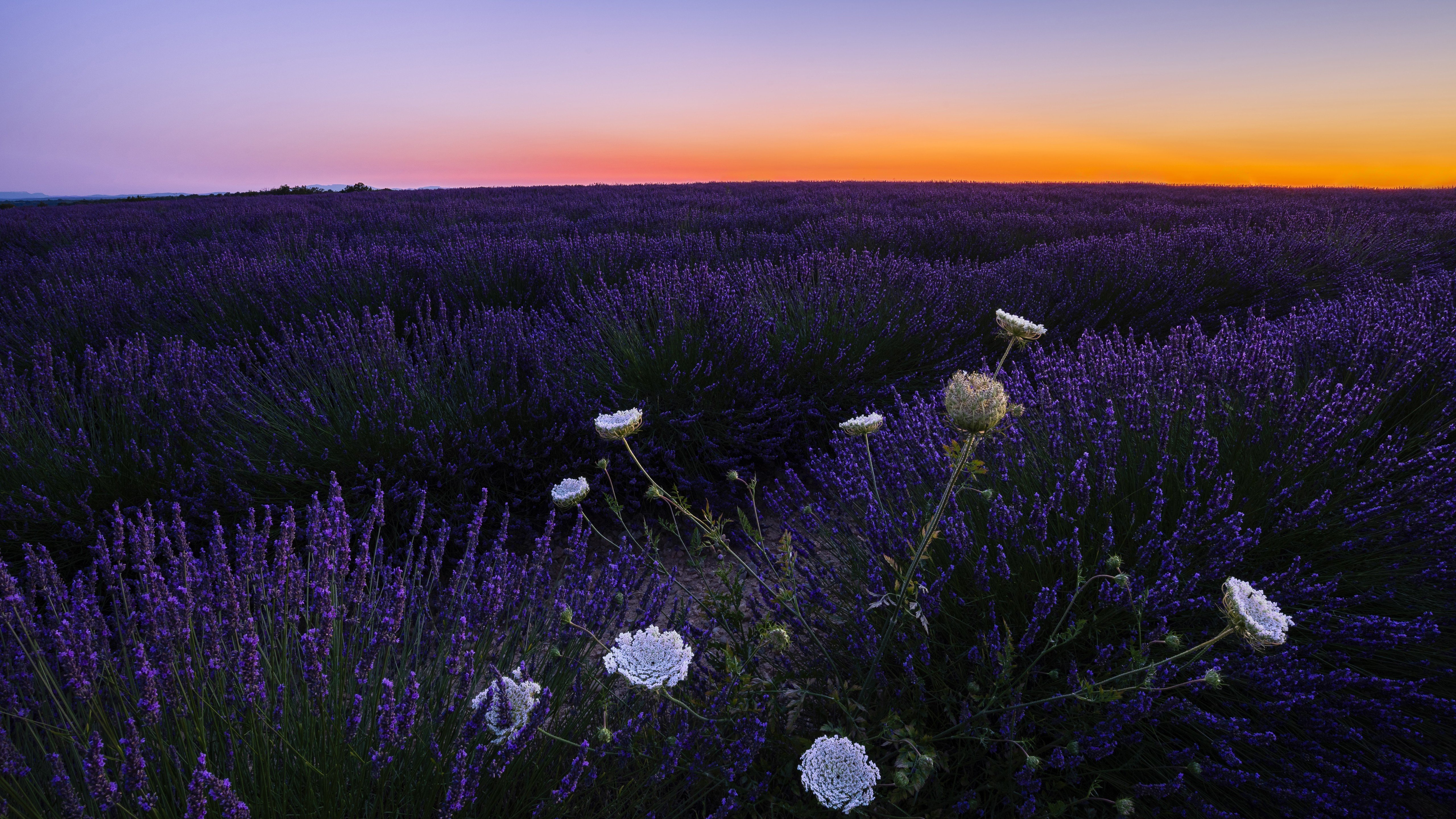 Fondos de pantalla Lavander and flower field at sunset