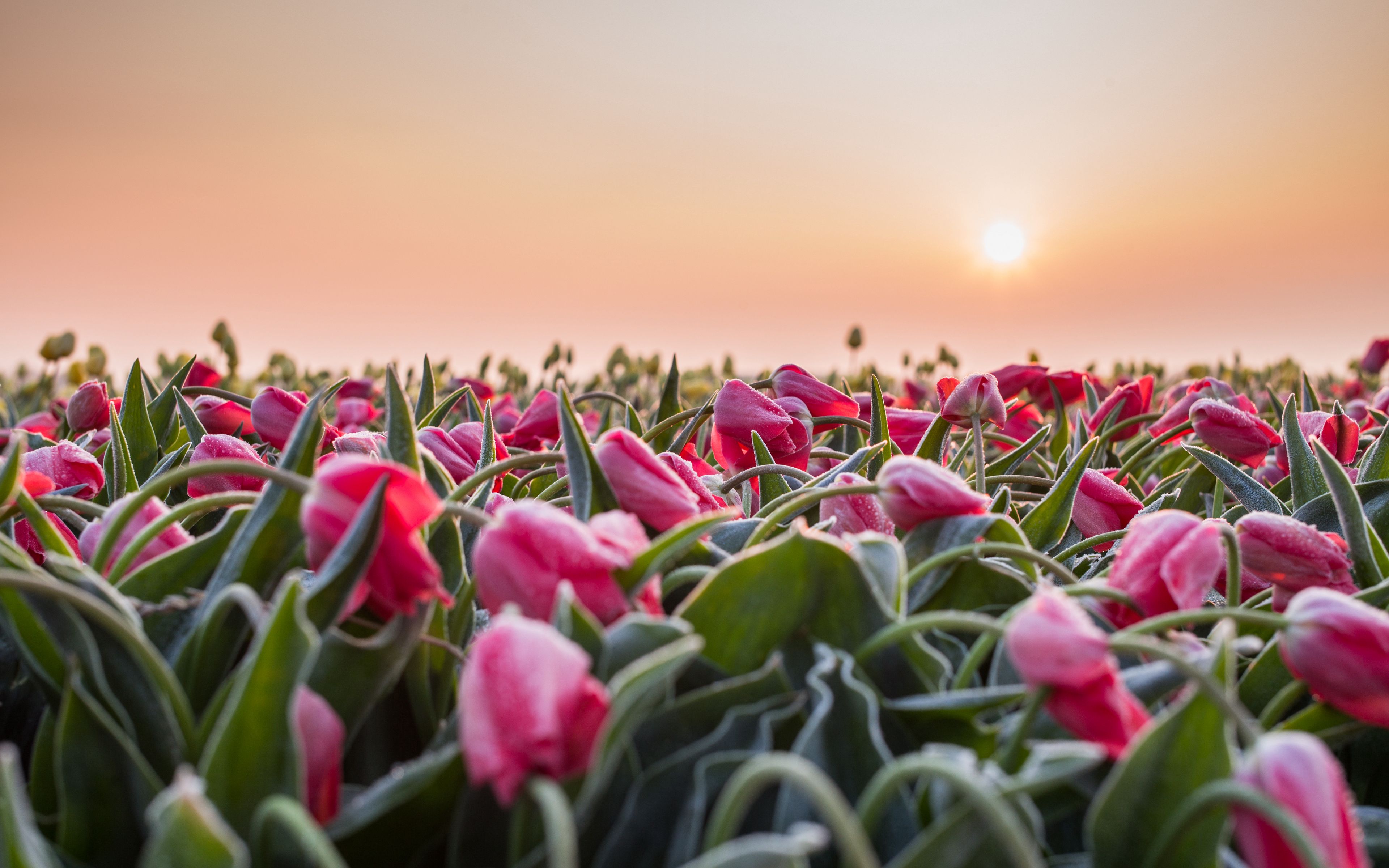 Fondos de pantalla Campo de tulipanes al atardecer
