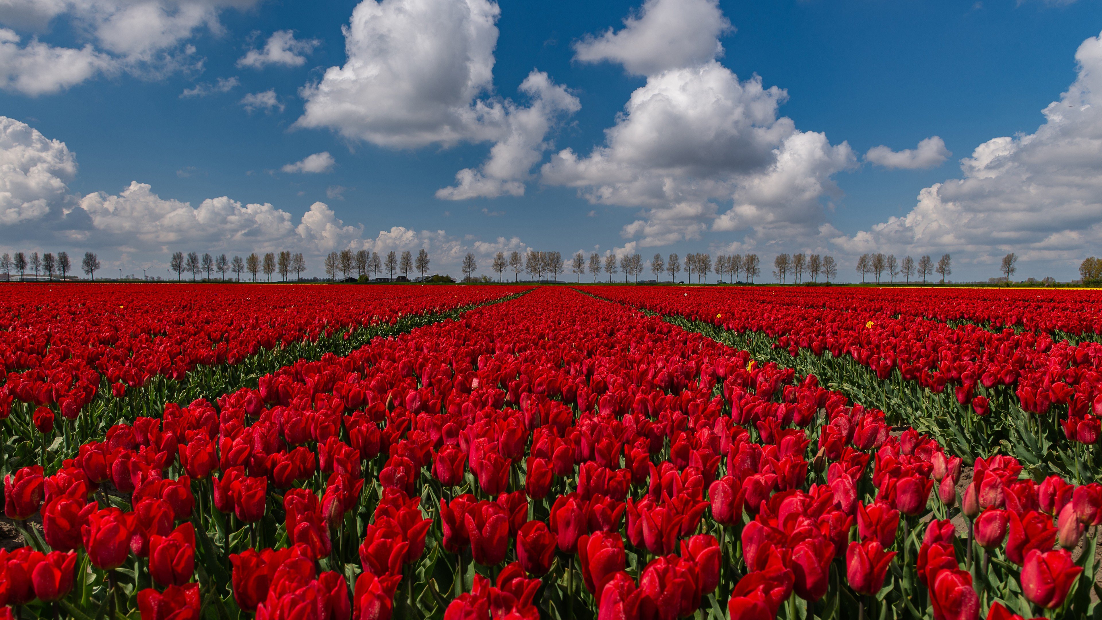 Wallpaper Red tulips field