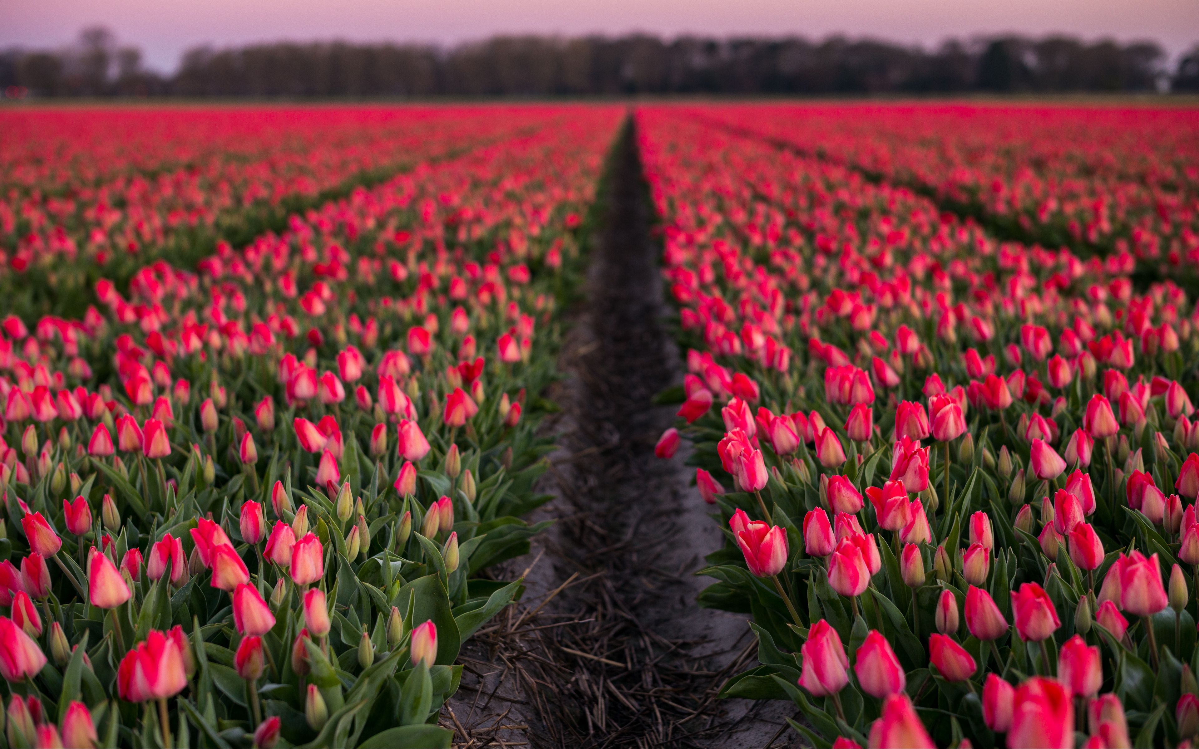 Fondos de pantalla Campo de tulipanes rosas