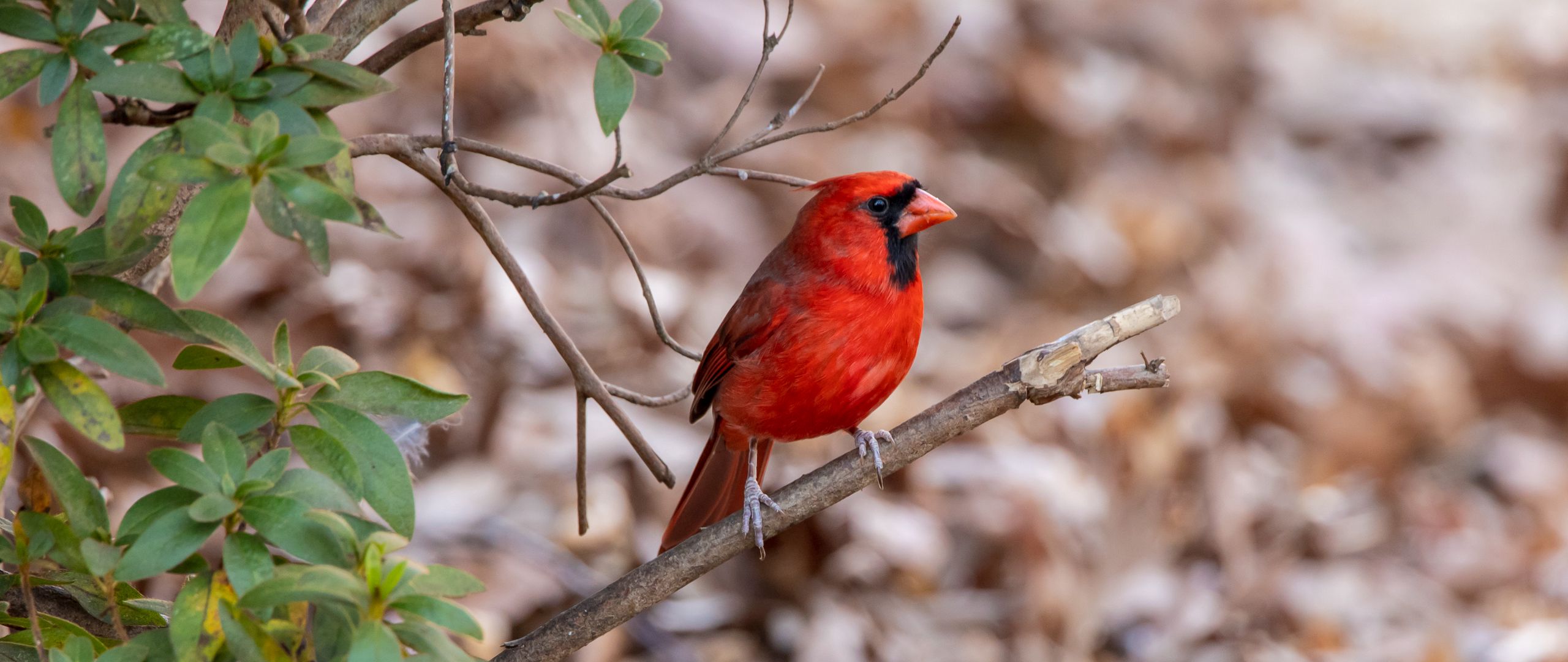 Wallpaper Red Cardinal