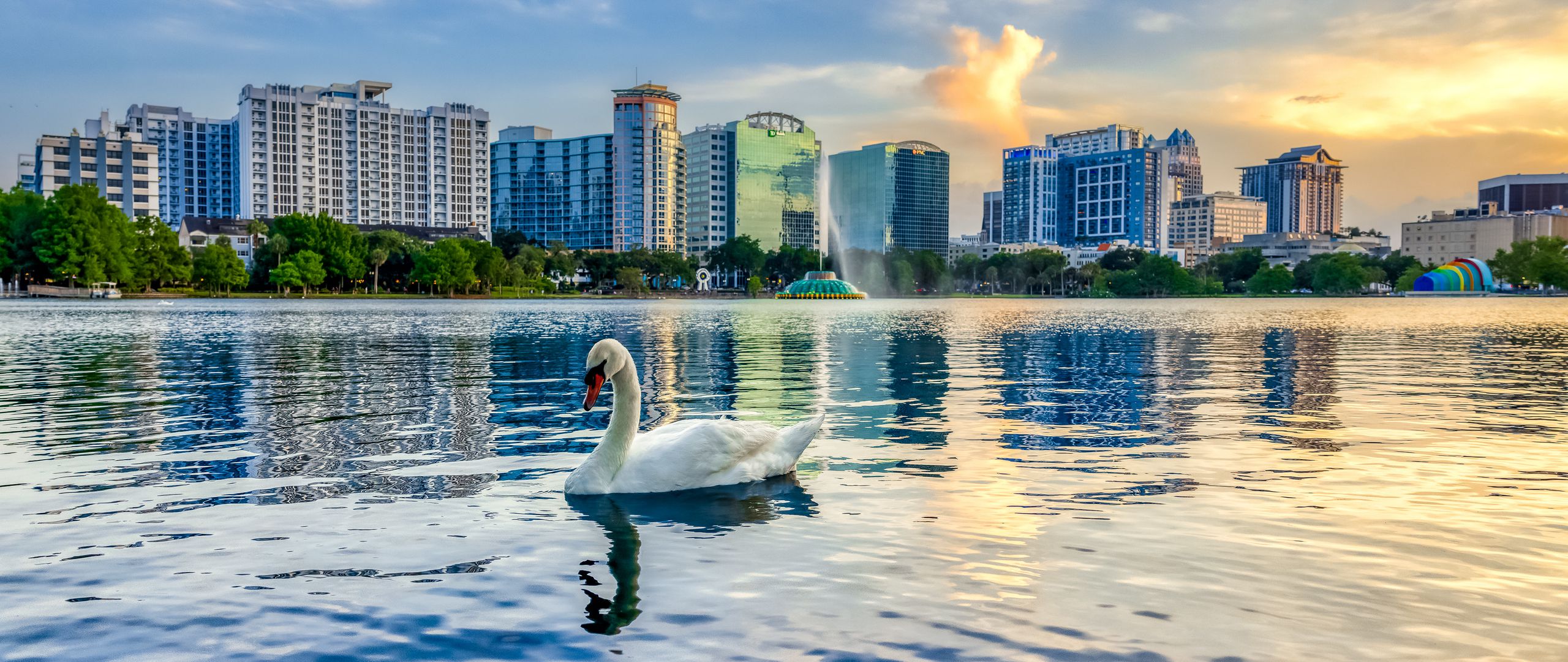 Fondos de pantalla Cisne en lago en medio de ciudad
