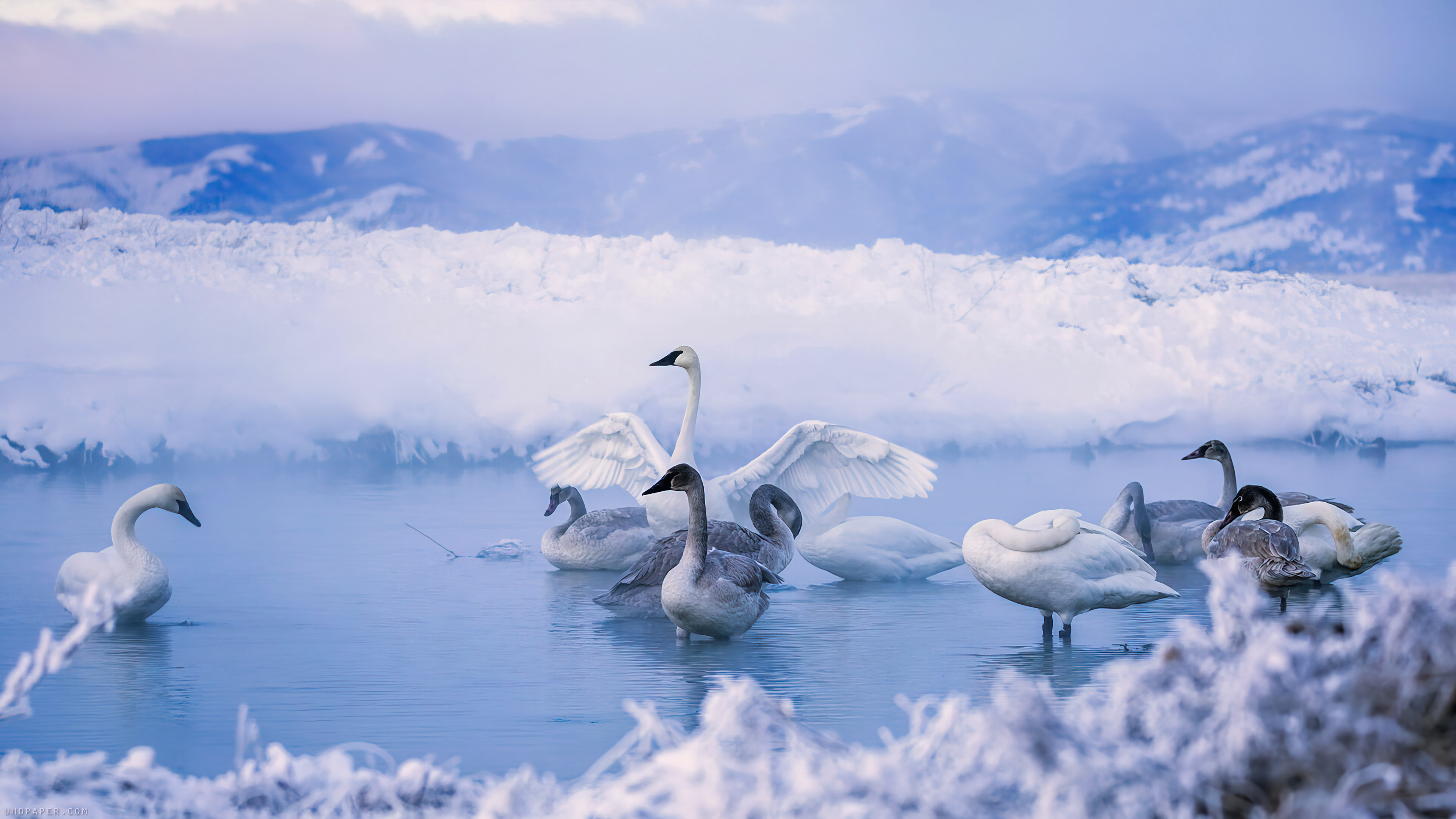 Fondos de pantalla Cisnes en lago congelado