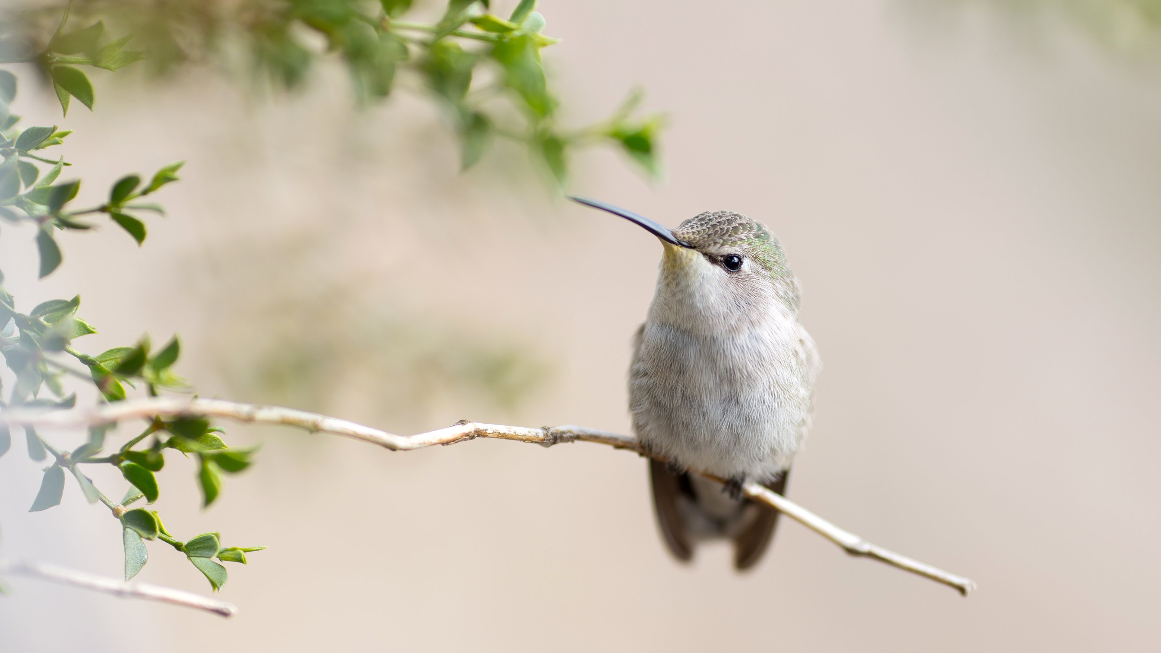 Wallpaper Hummingbird in a branch