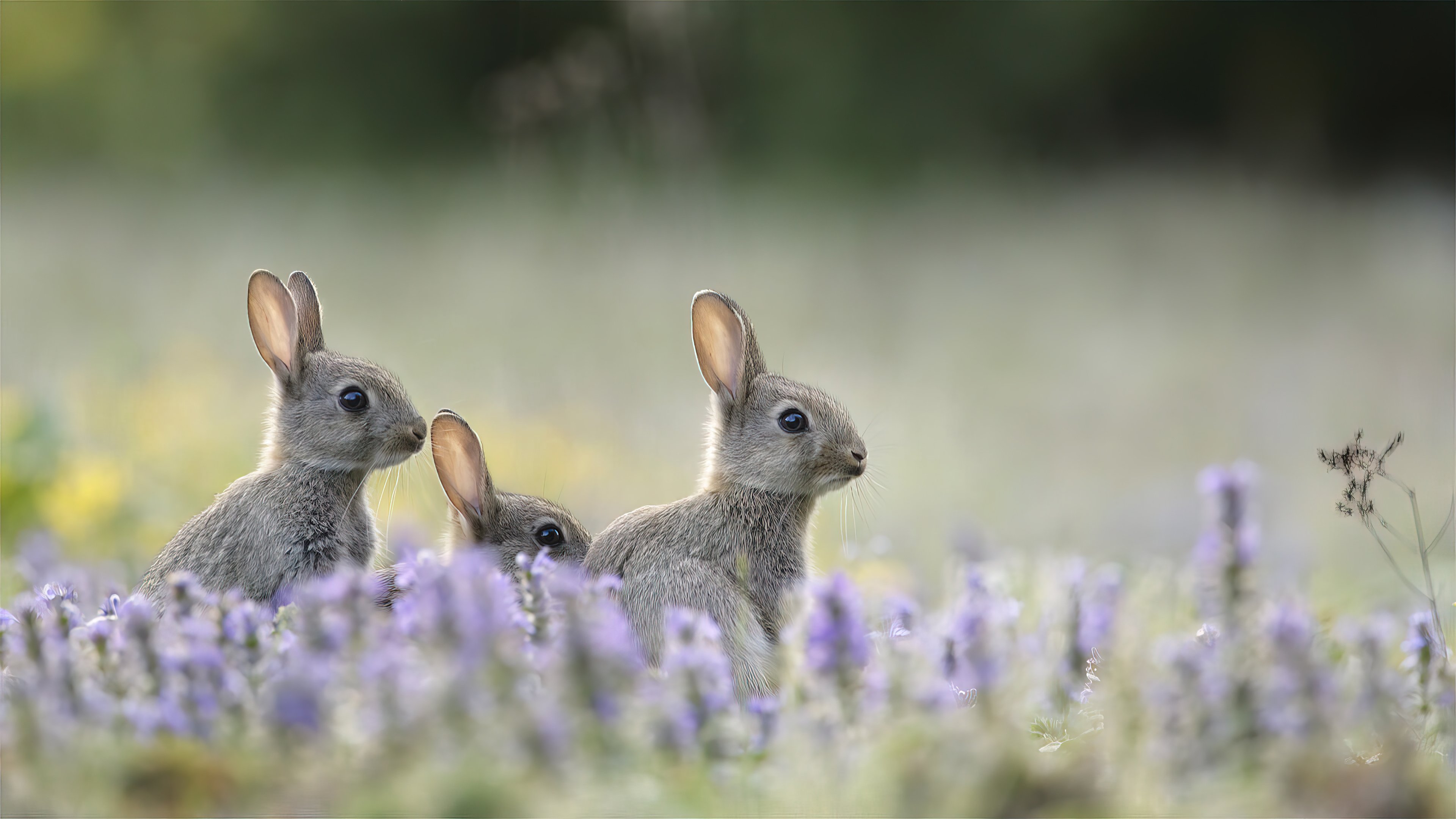 Wallpaper Gray bunnies