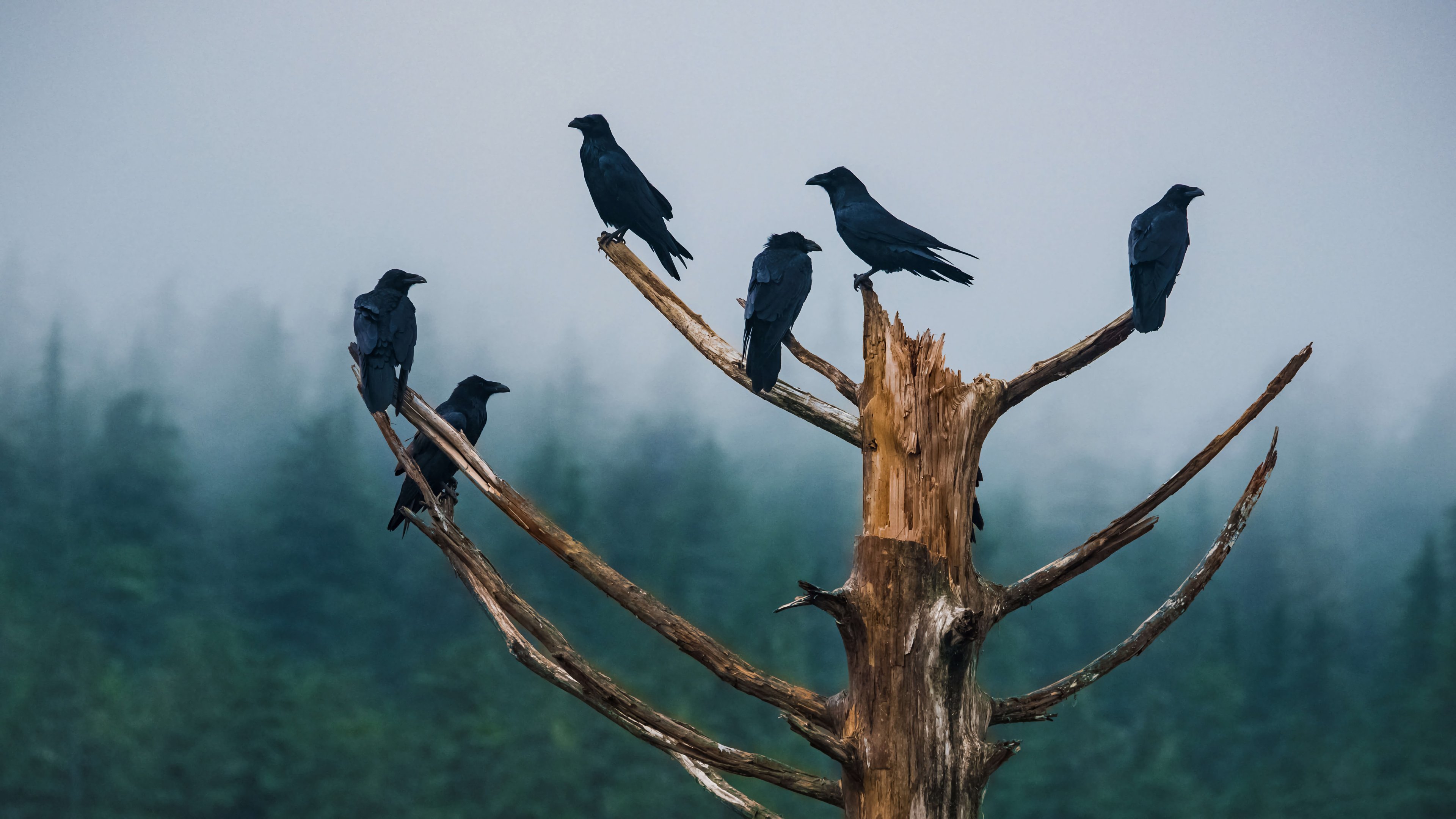 Wallpaper Crows in tree