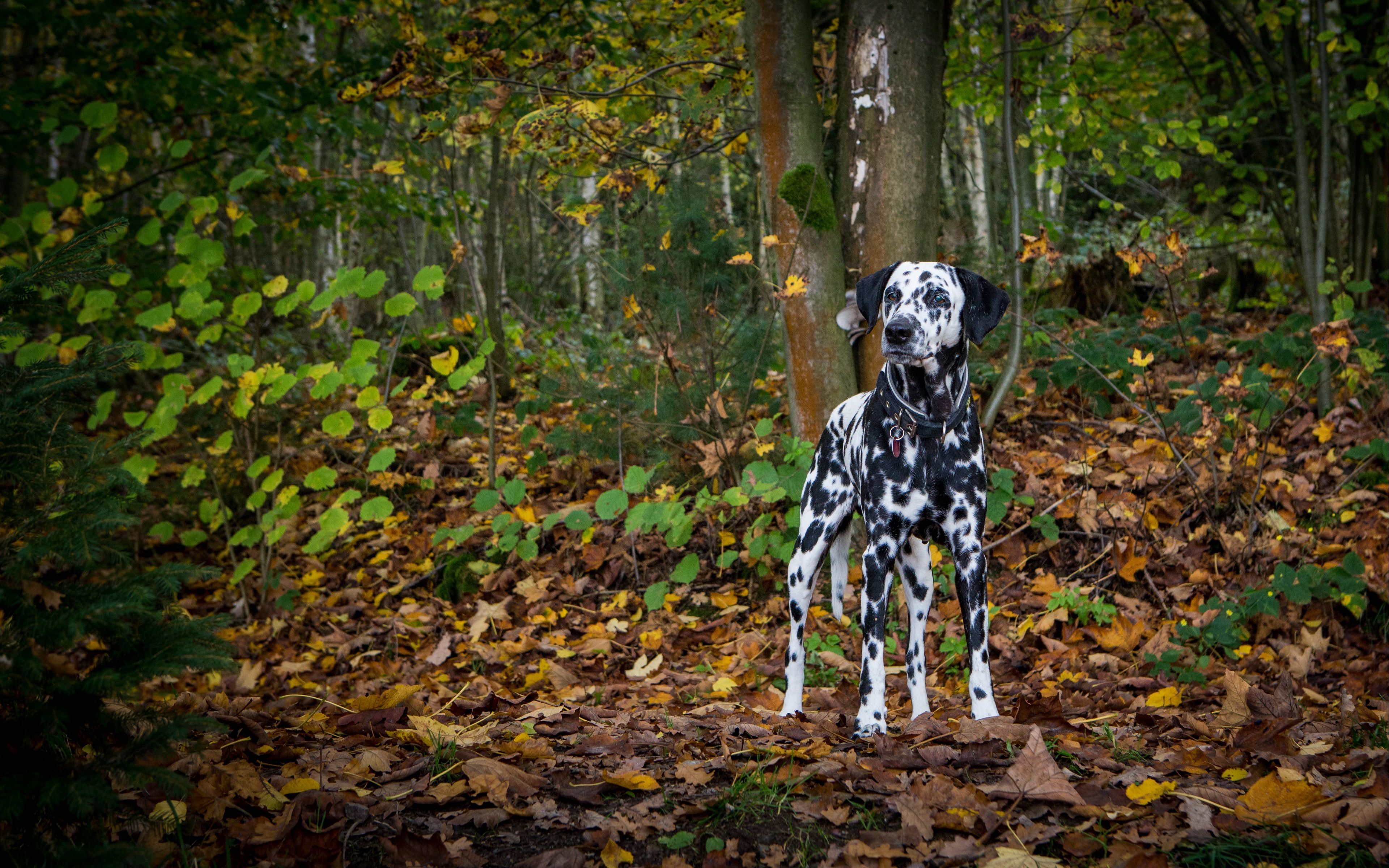 Wallpaper Dalmatian dog in forest