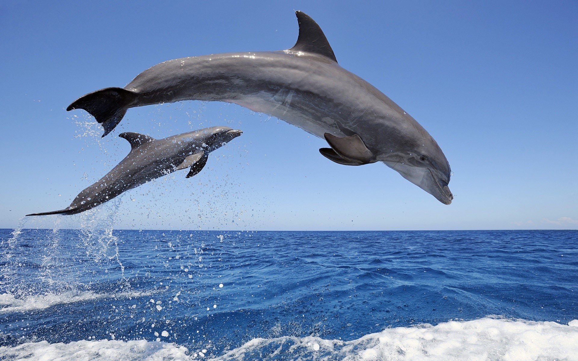 Fondos de pantalla Delfines saltando del agua