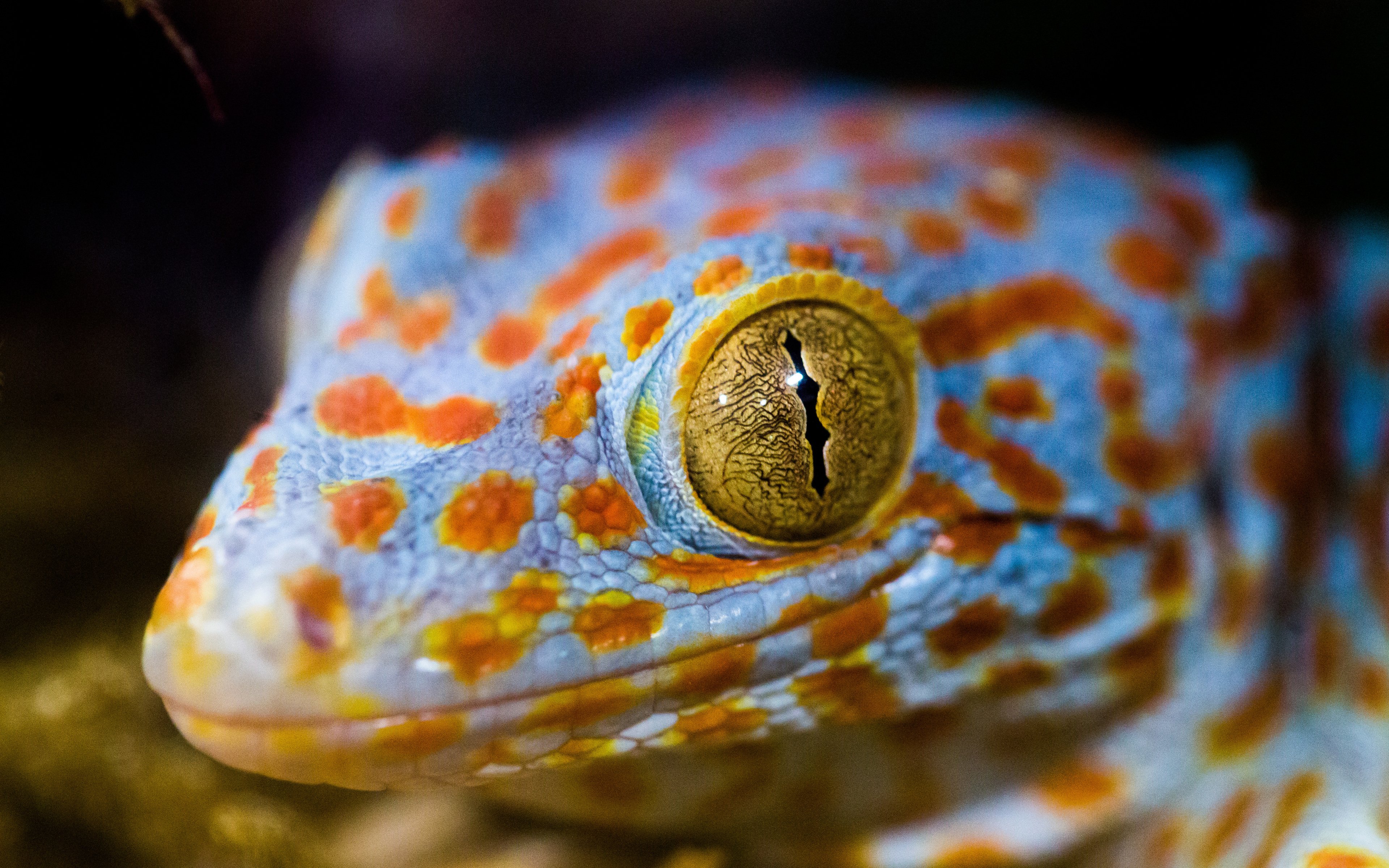 Wallpaper Lizard eye