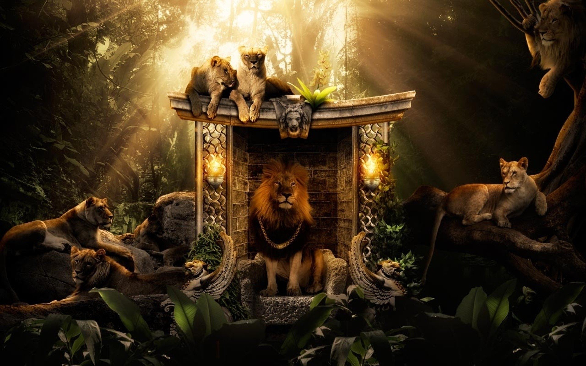 Wallpaper King of the jungle
