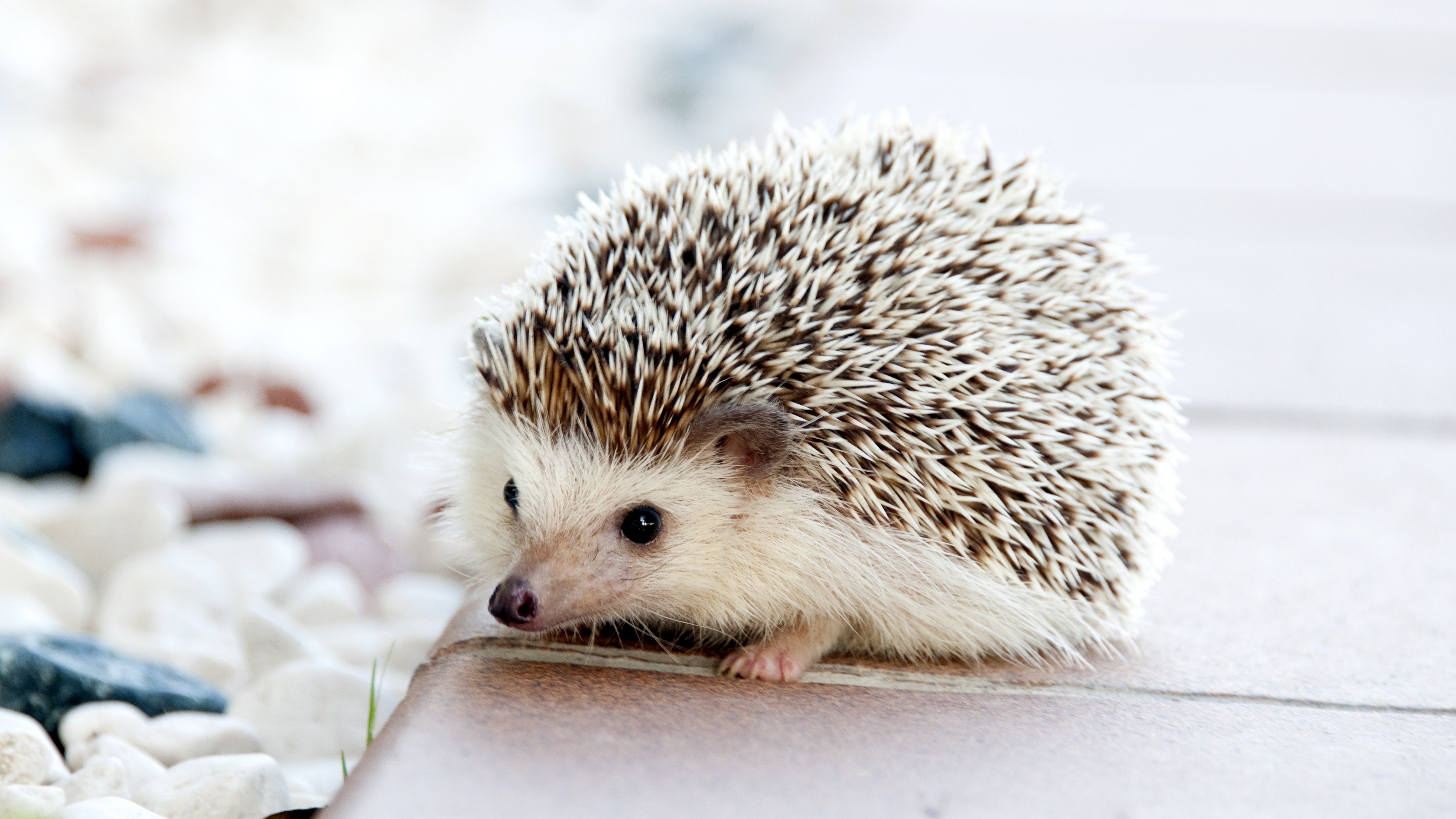 Wallpaper Hedgehog