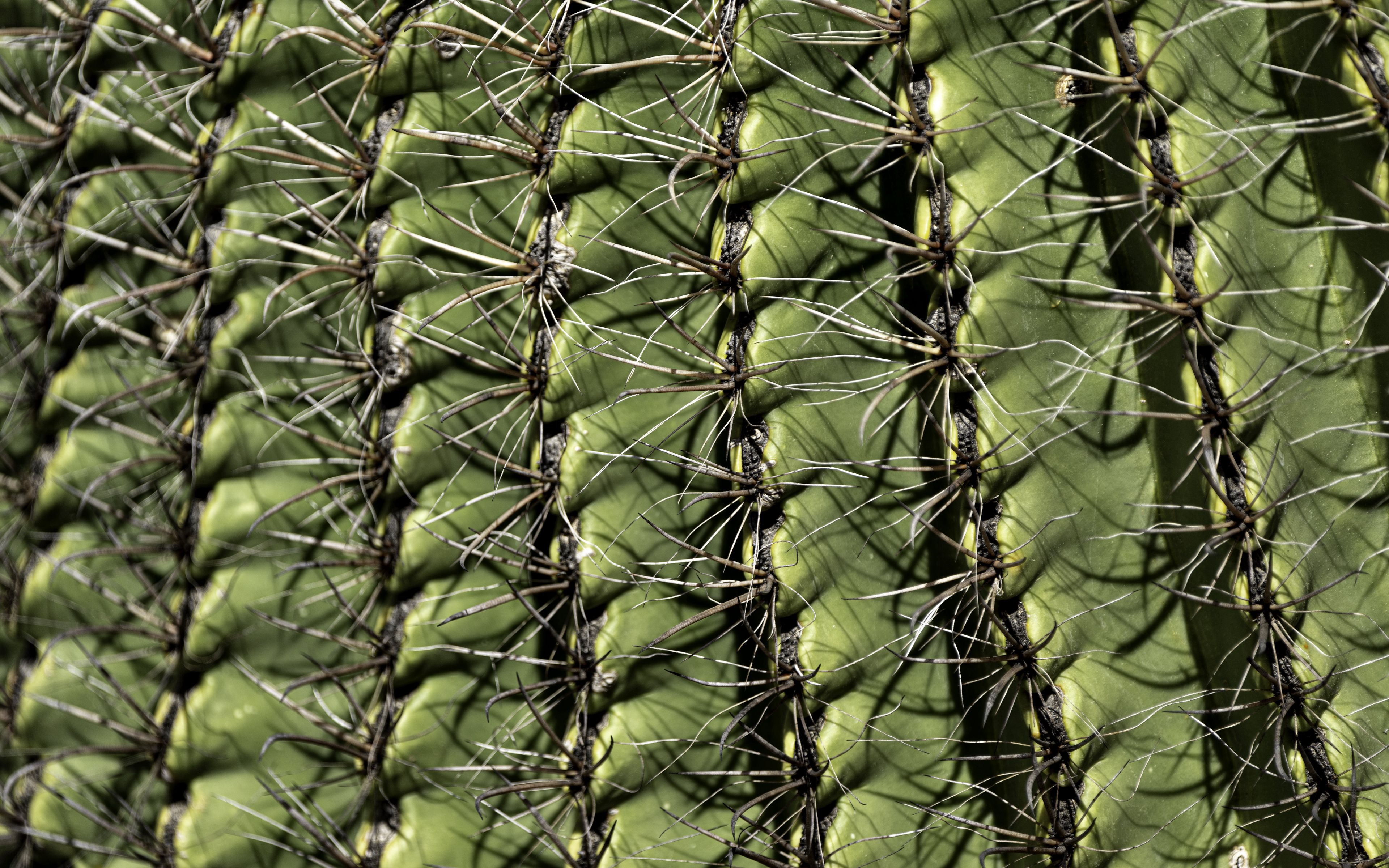Fondos de pantalla Espinas de cactus