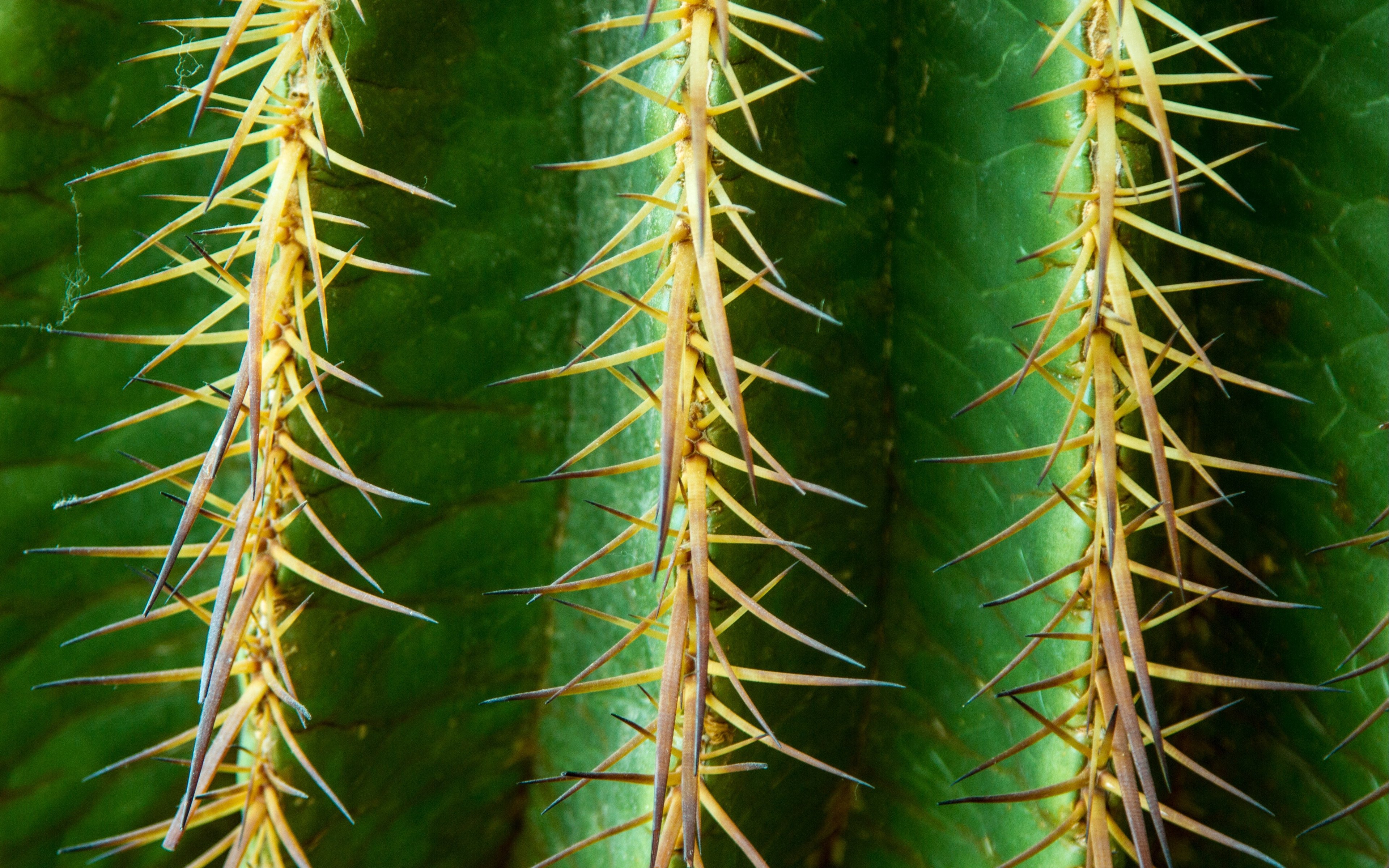 Fondos de pantalla Espinas de cactus