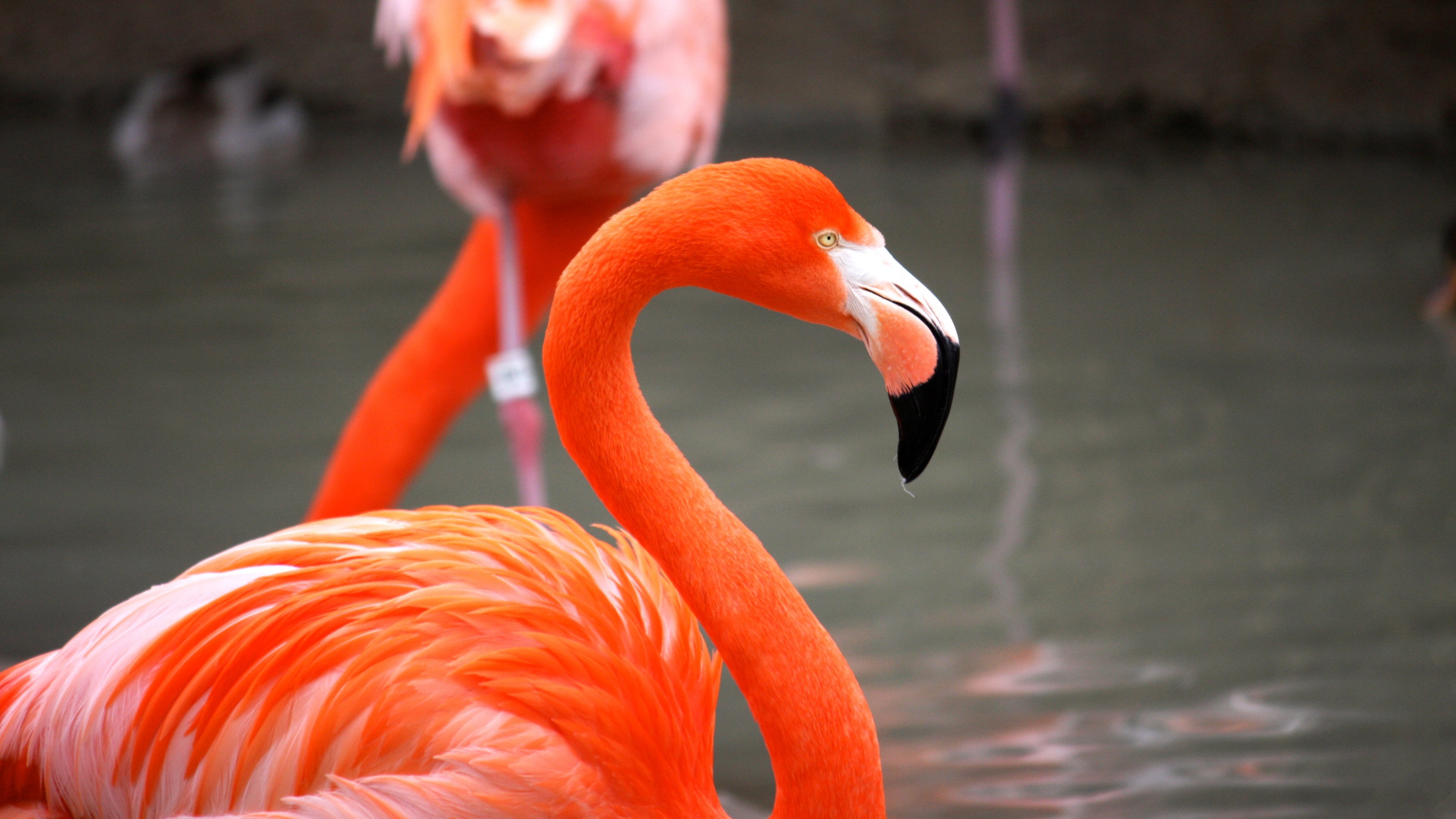 Fondos de pantalla Flamingo