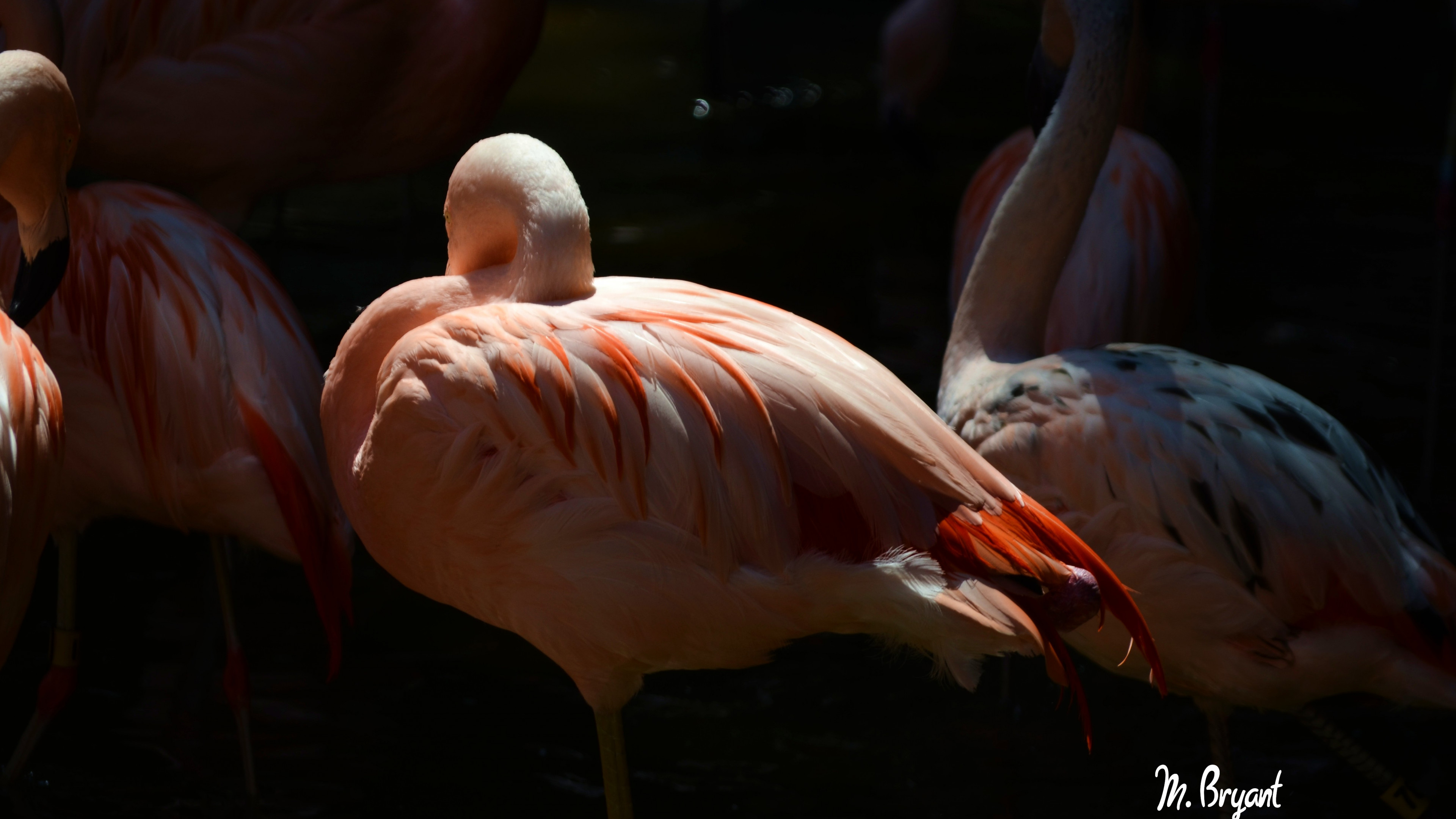 Fondos de pantalla Flamingo