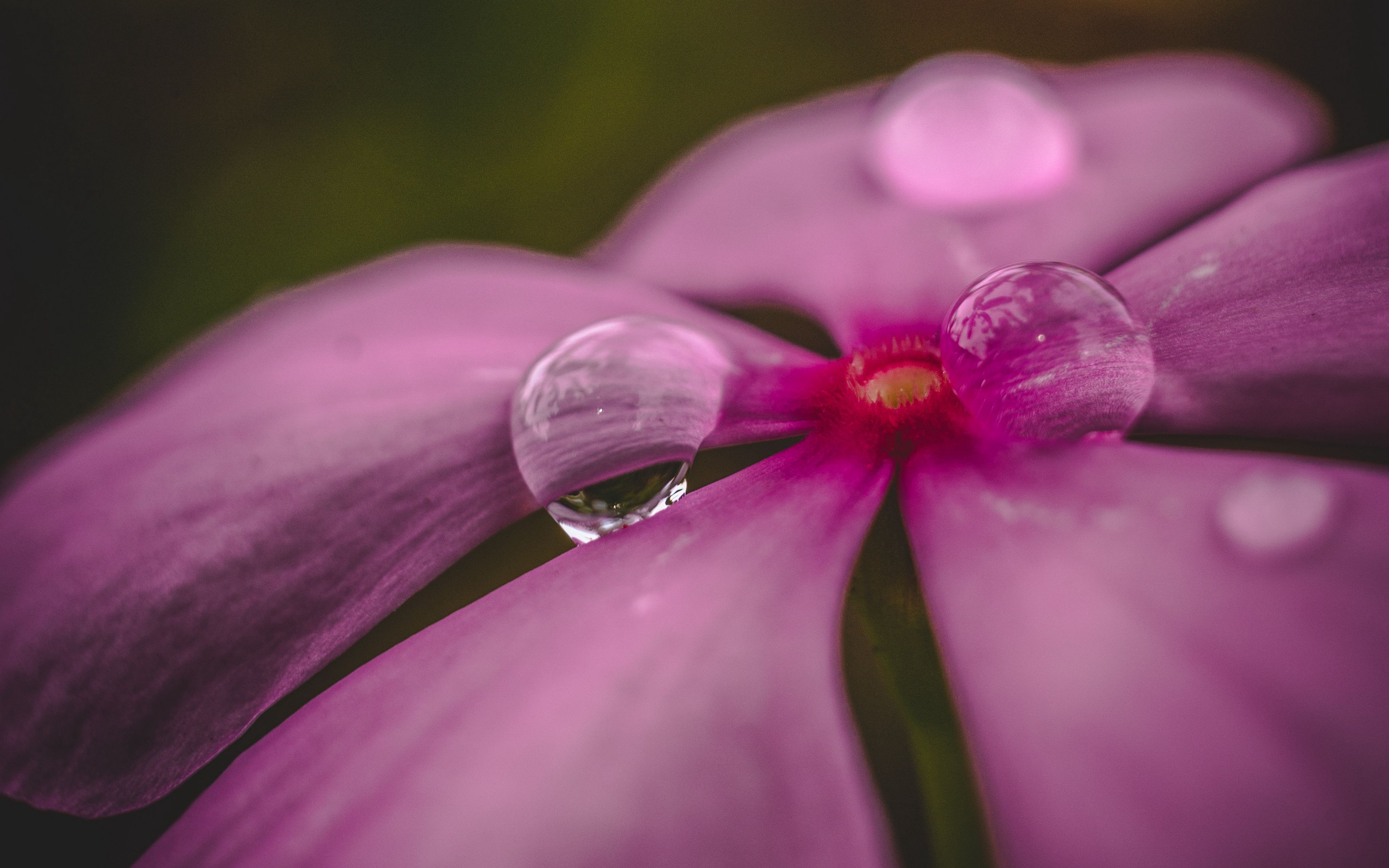 Wallpaper Flower with drops of water