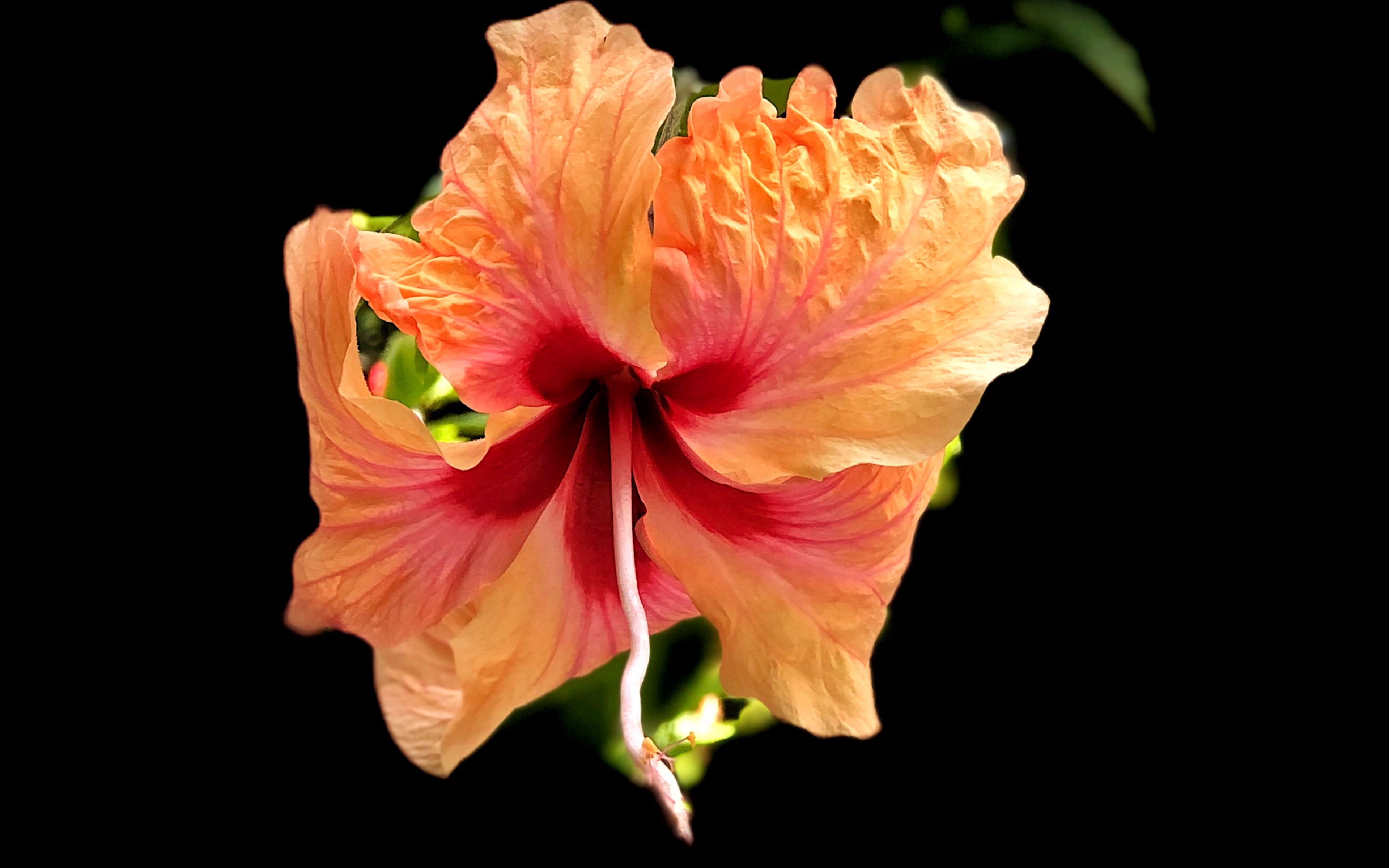 Wallpaper Hibiscus flower