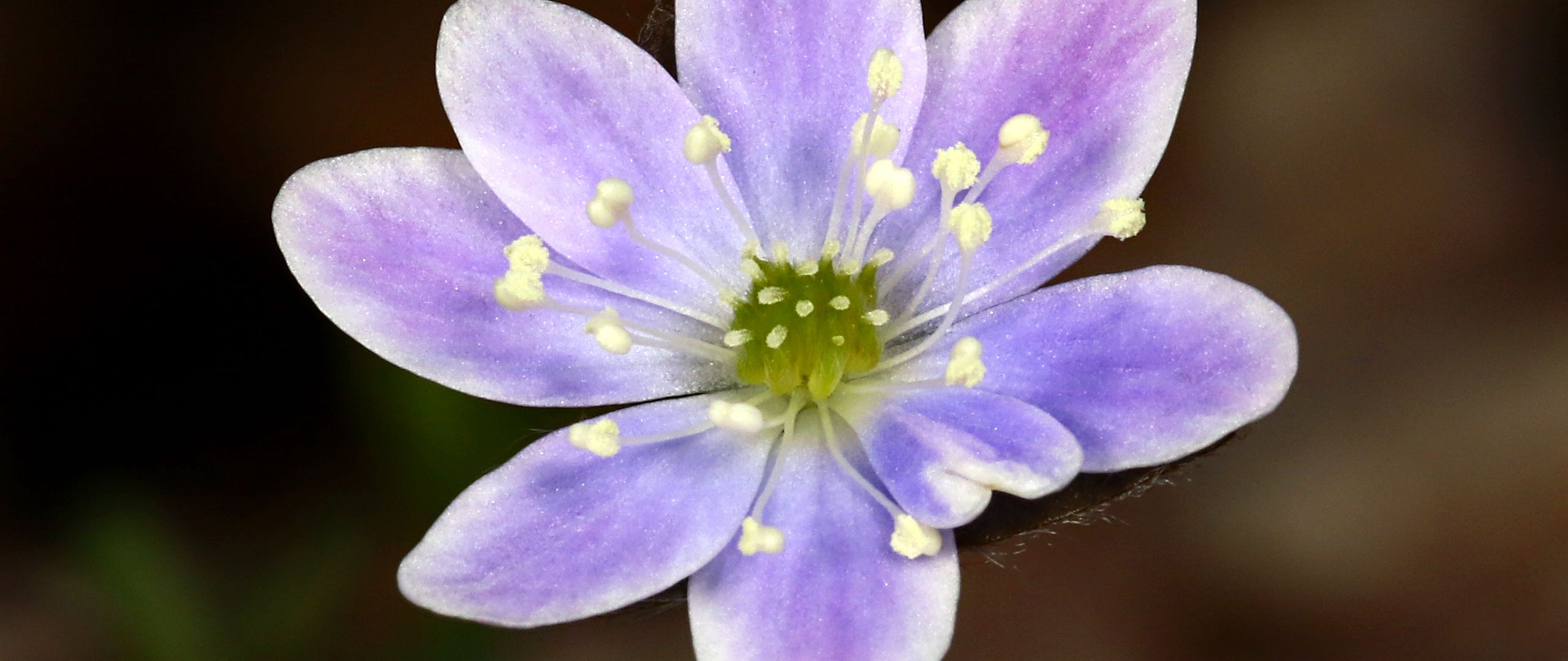 Wallpaper Purple flower