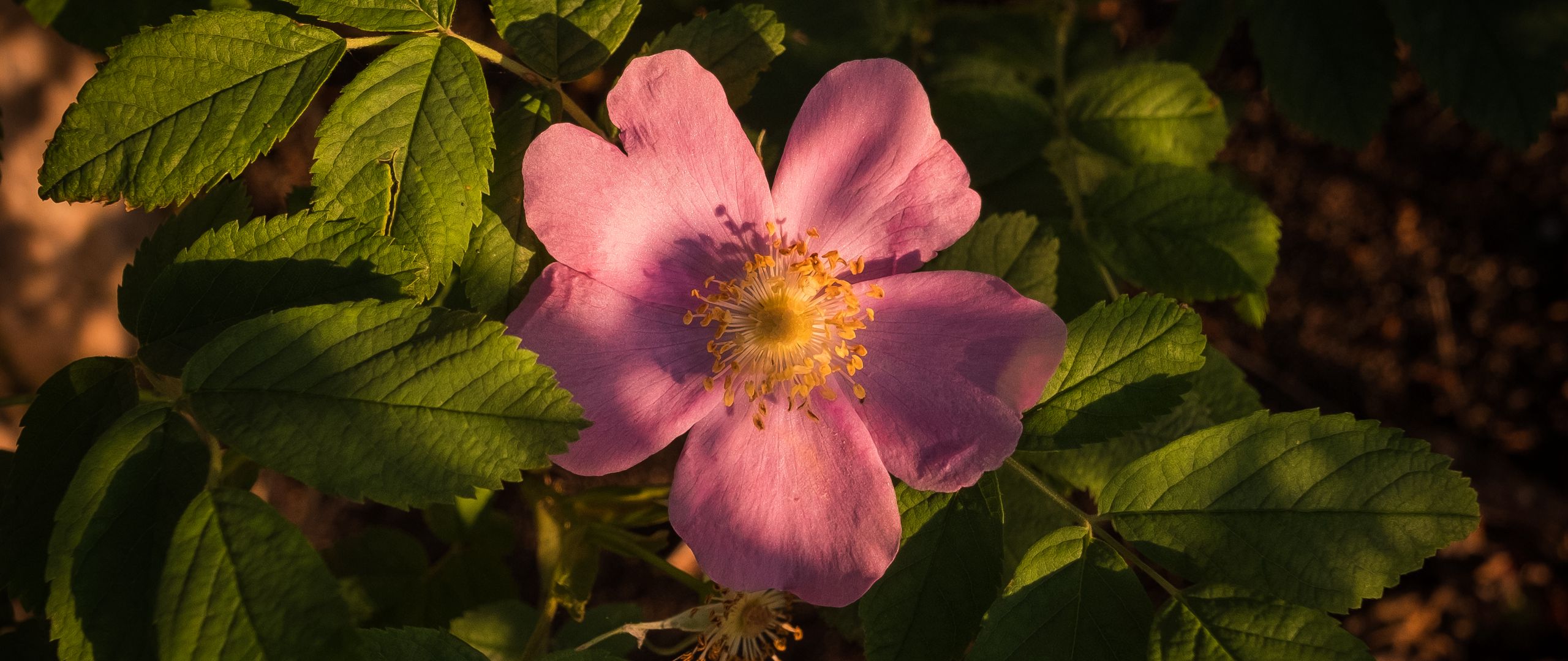 Fondos de pantalla Flor rosa a la luz del sol