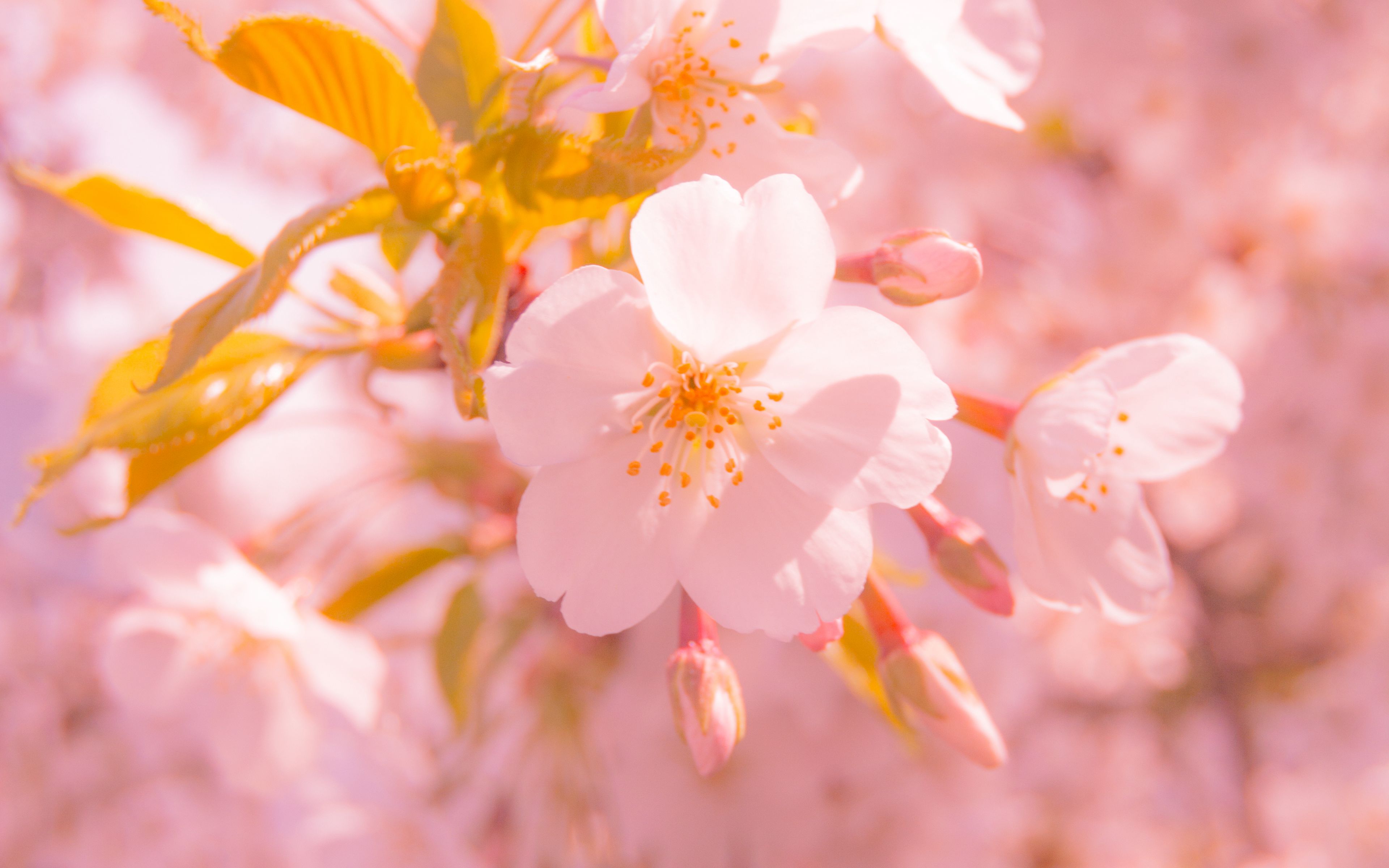 Fondos de pantalla Flor Sakura a la luz del sol