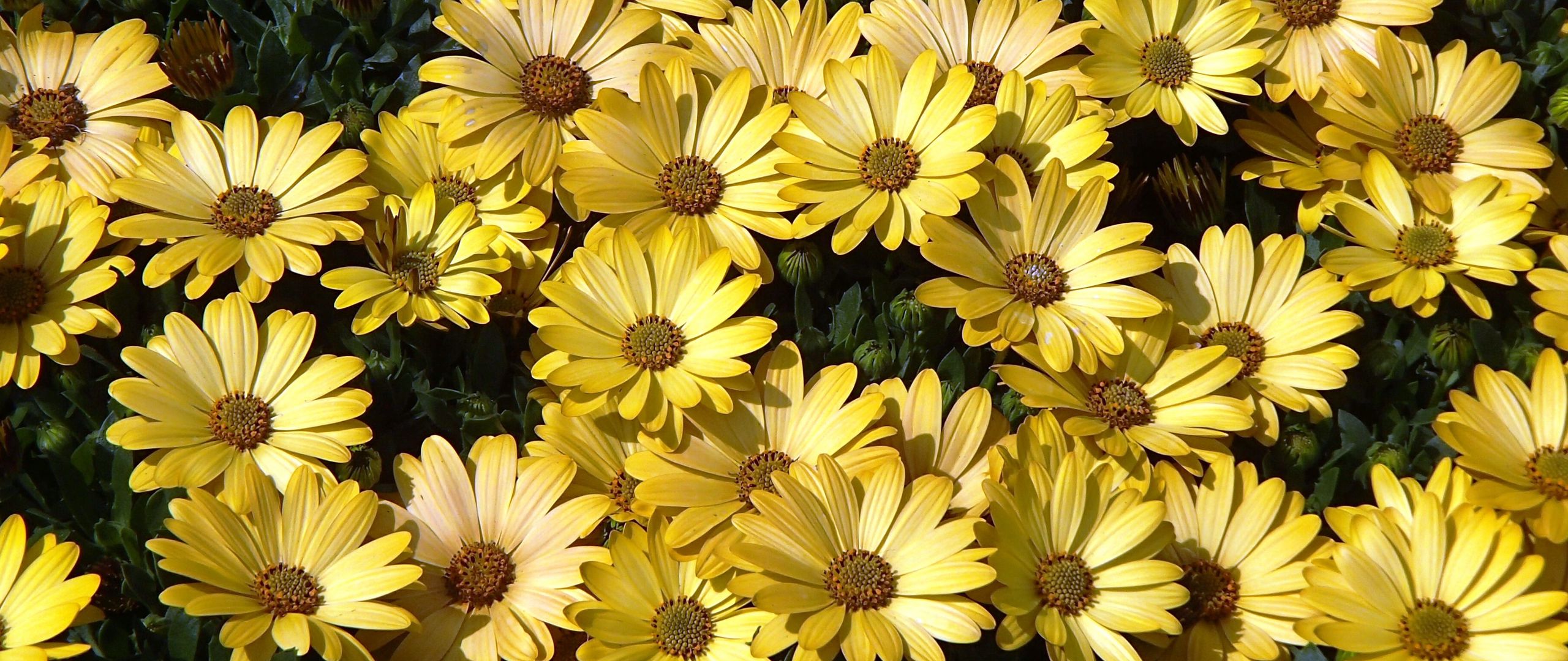 Fondos de pantalla Flores amarillas