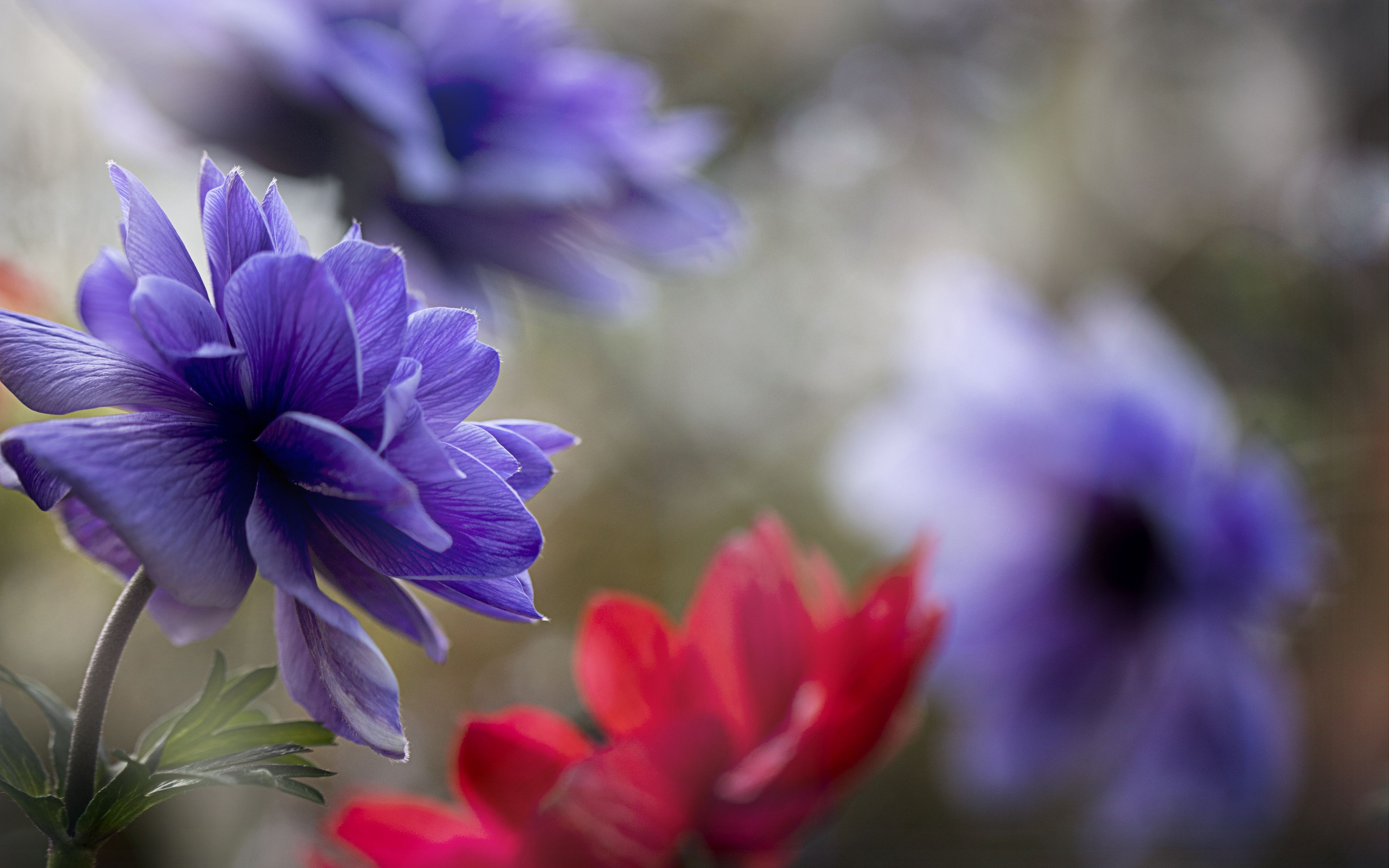 Fondos de pantalla Flores Anemone