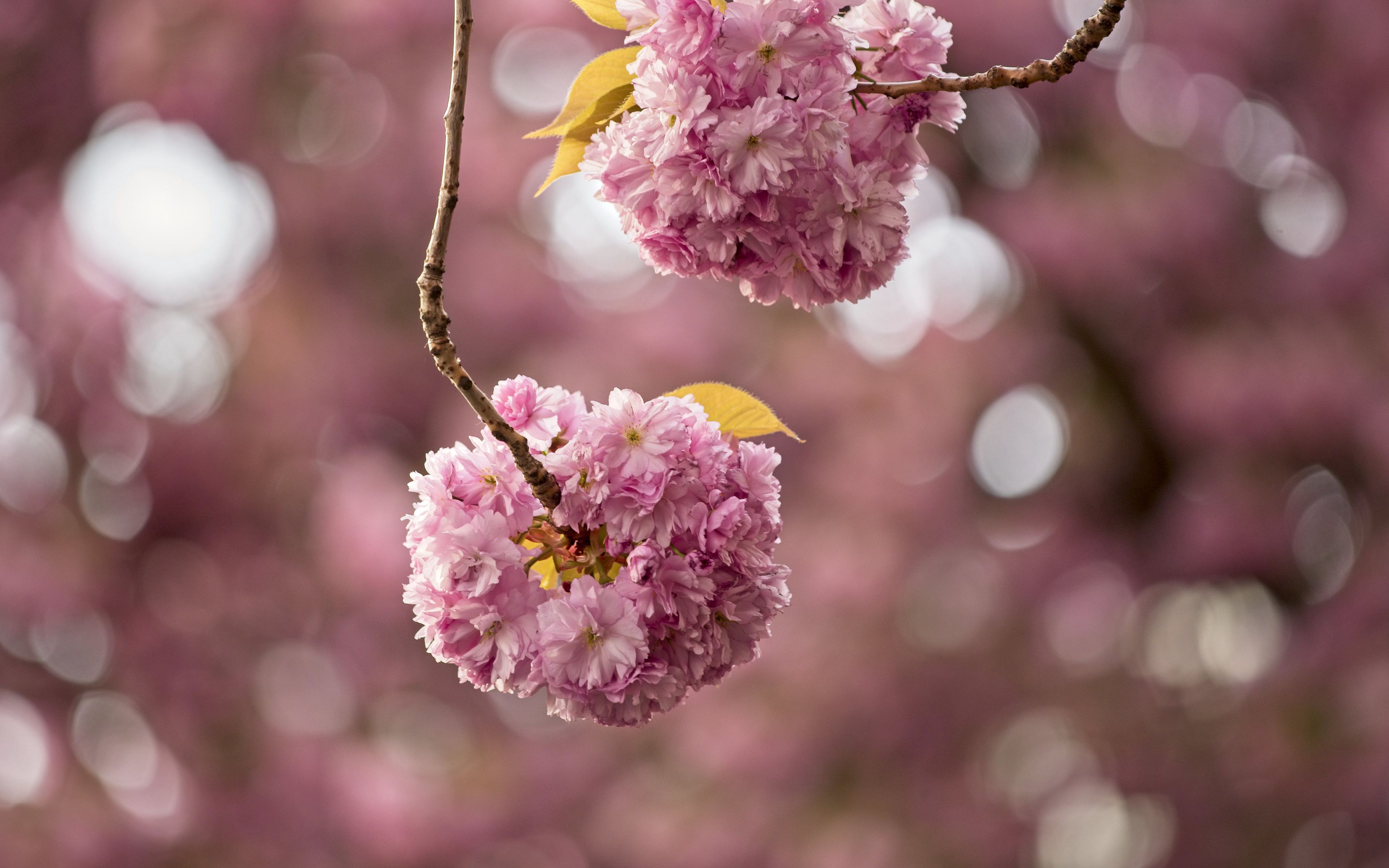 Wallpaper Cherry blossom flowers