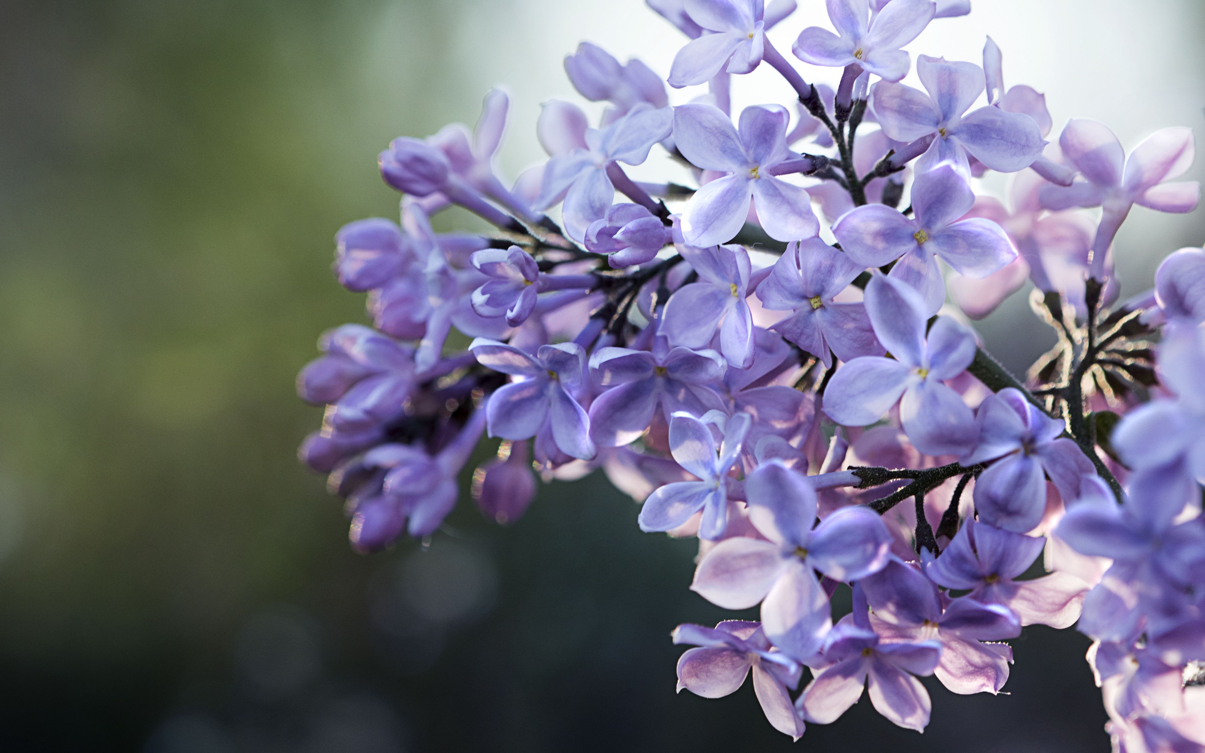 Wallpaper Lilac Flowers