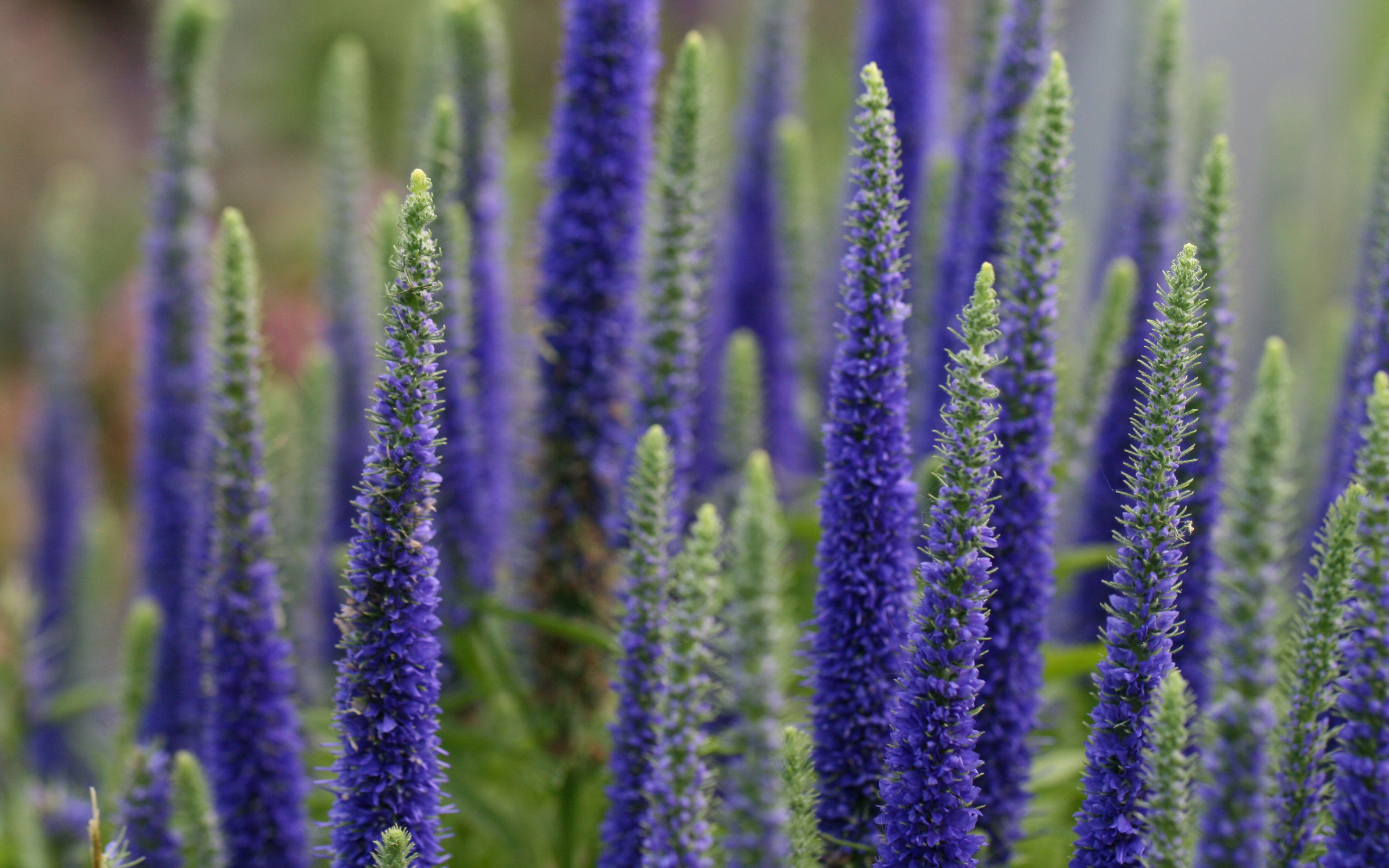 Fondos de pantalla Flores Lupinos en campo
