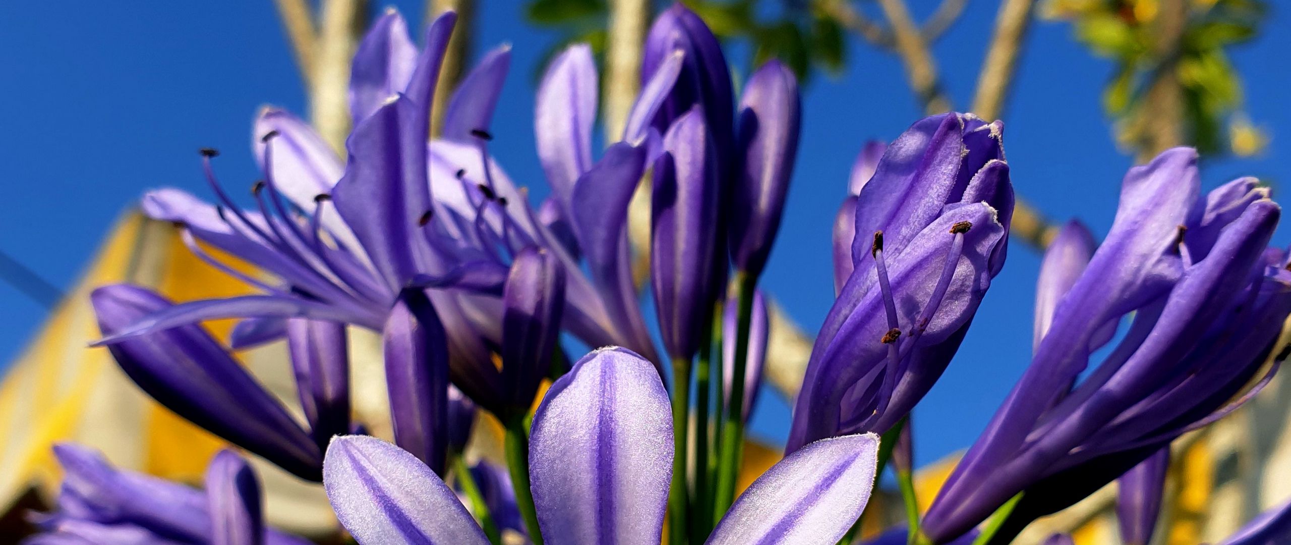 Fondos de pantalla Purple flowers