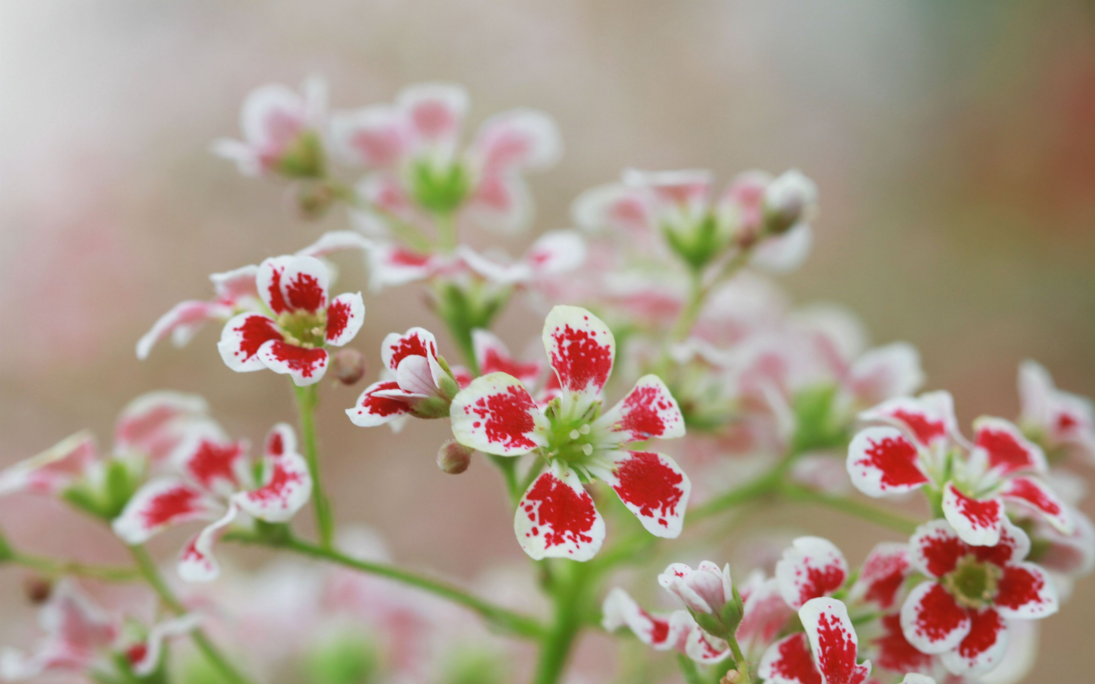 Wallpaper Red an white flowers