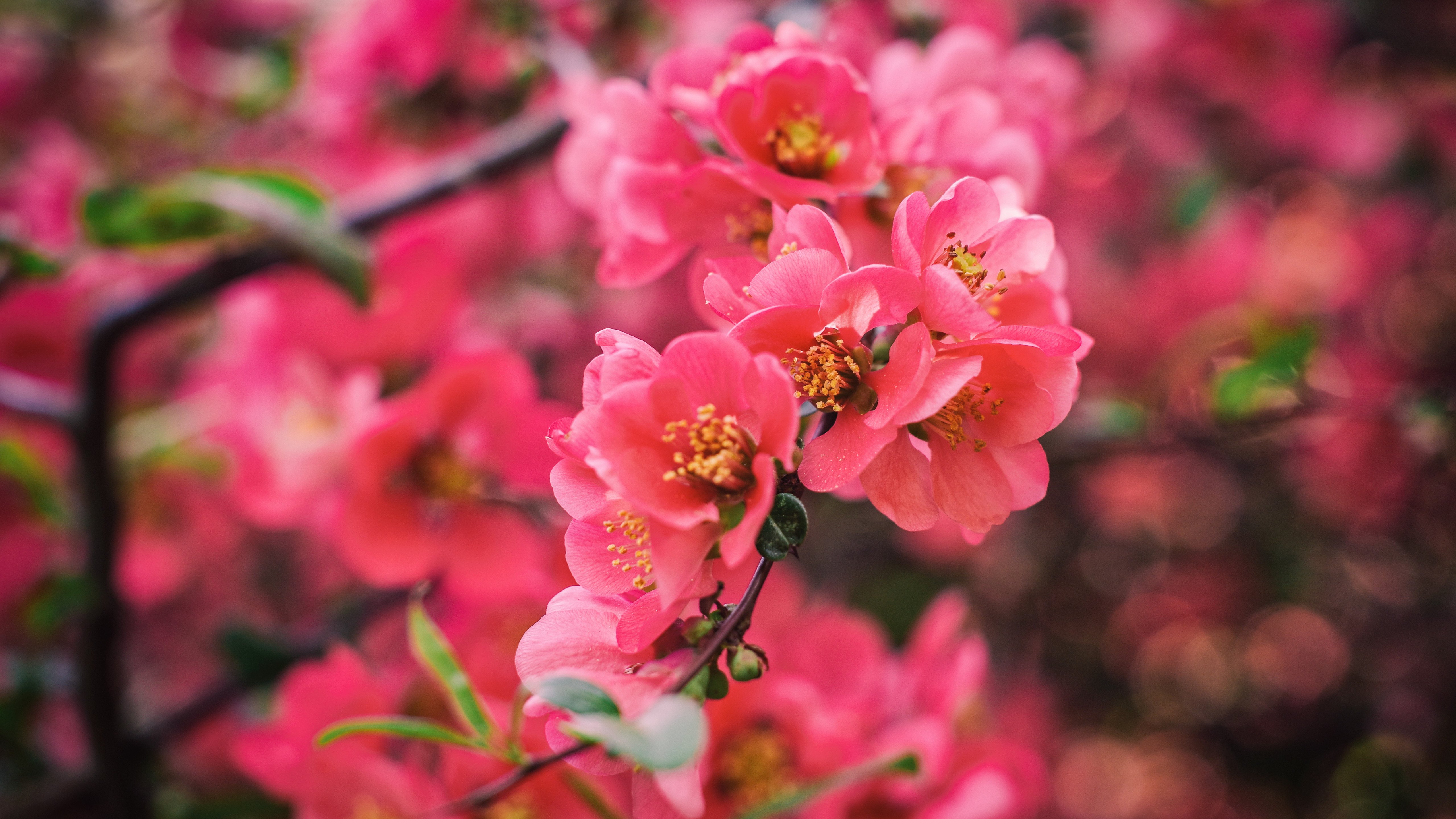 Fondos de pantalla Flores rosas en rama