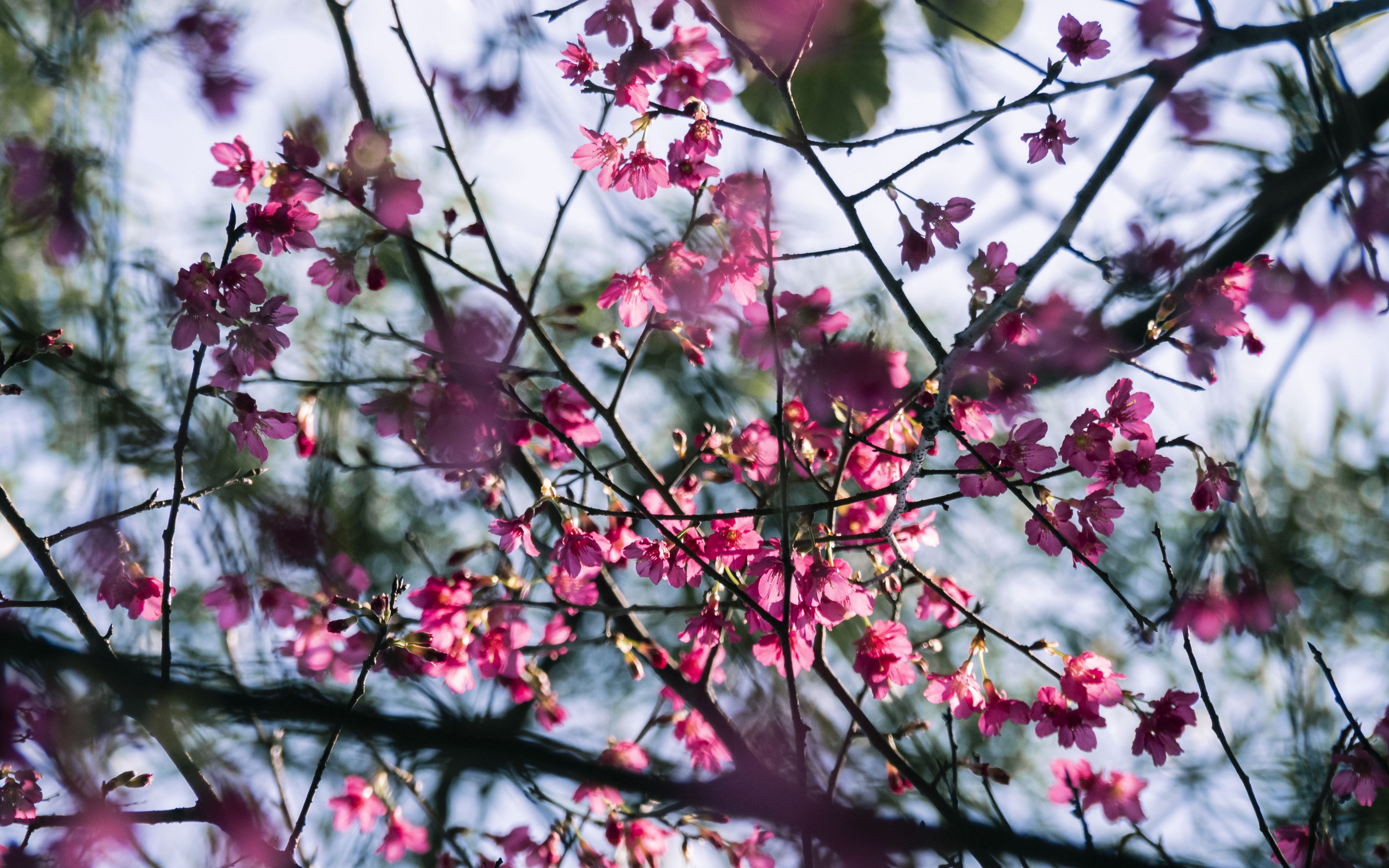Fondos de pantalla Sakura flowers between branches