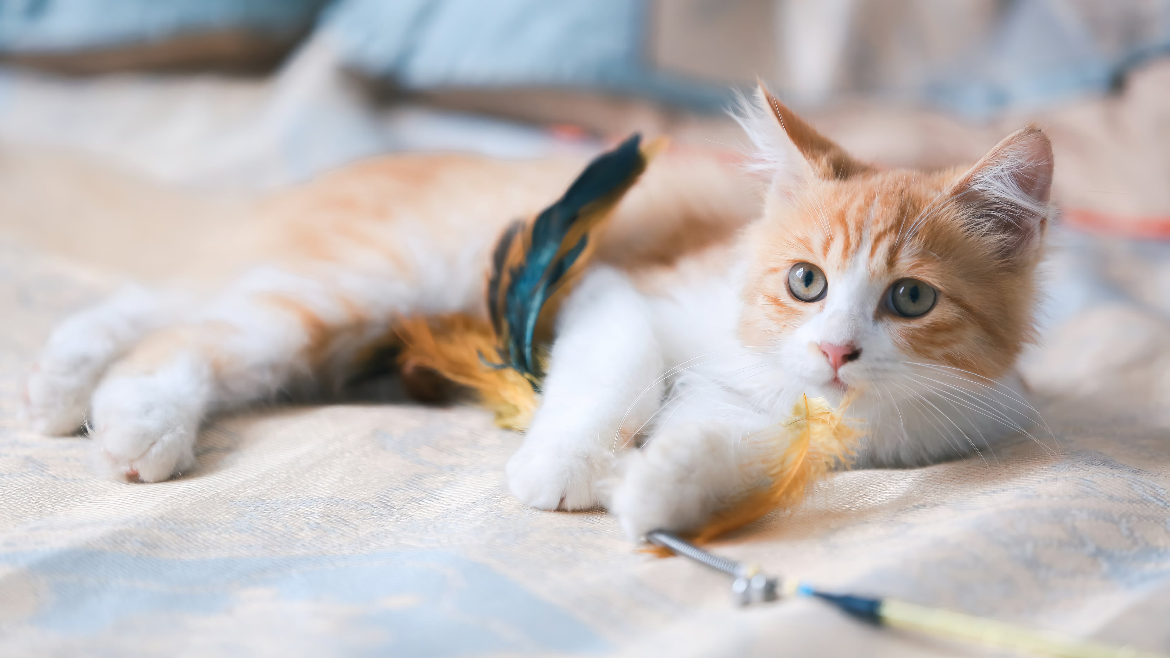 Fondos de pantalla Gato con juguete