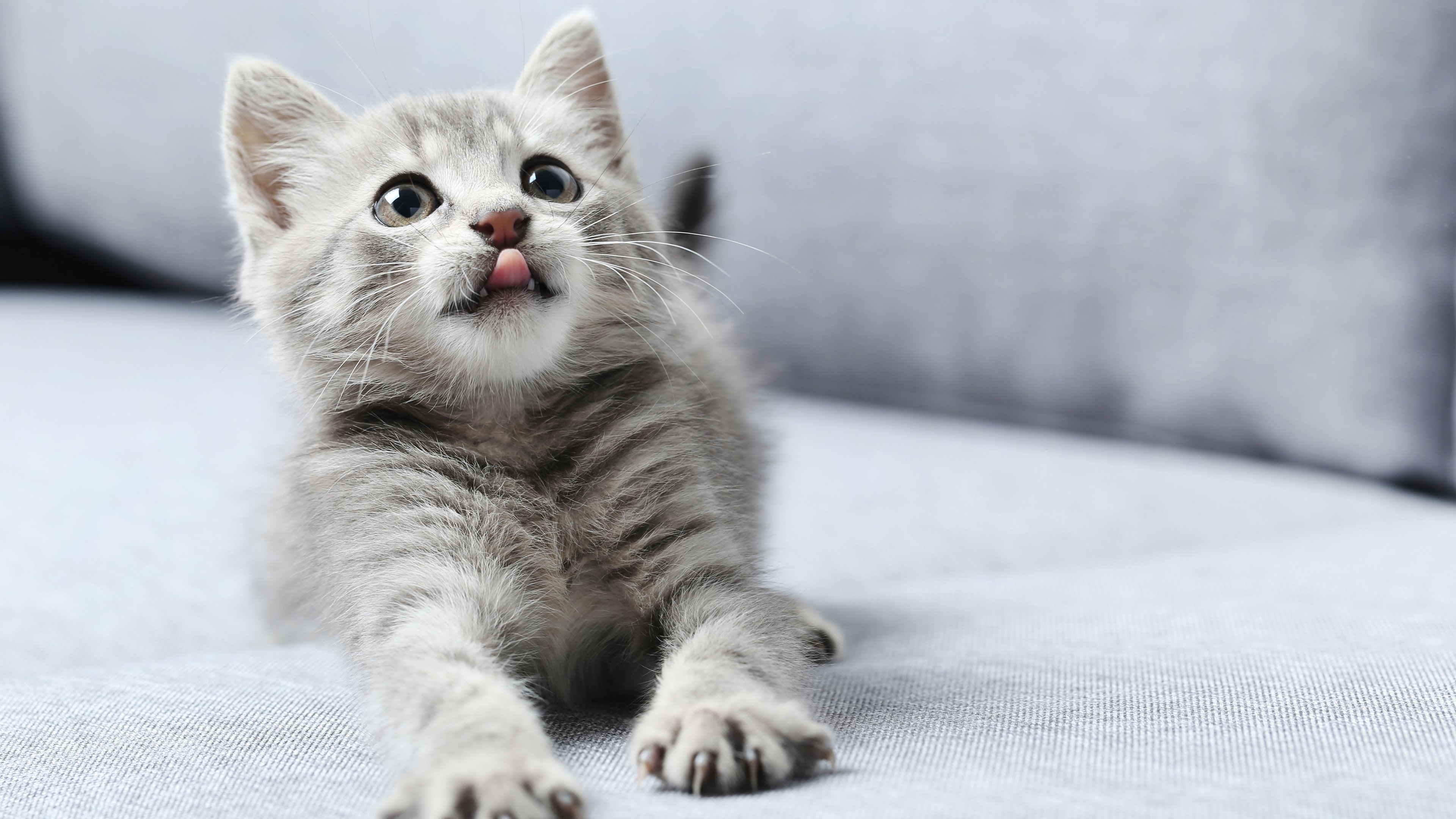 Wallpaper Cat with tongue out